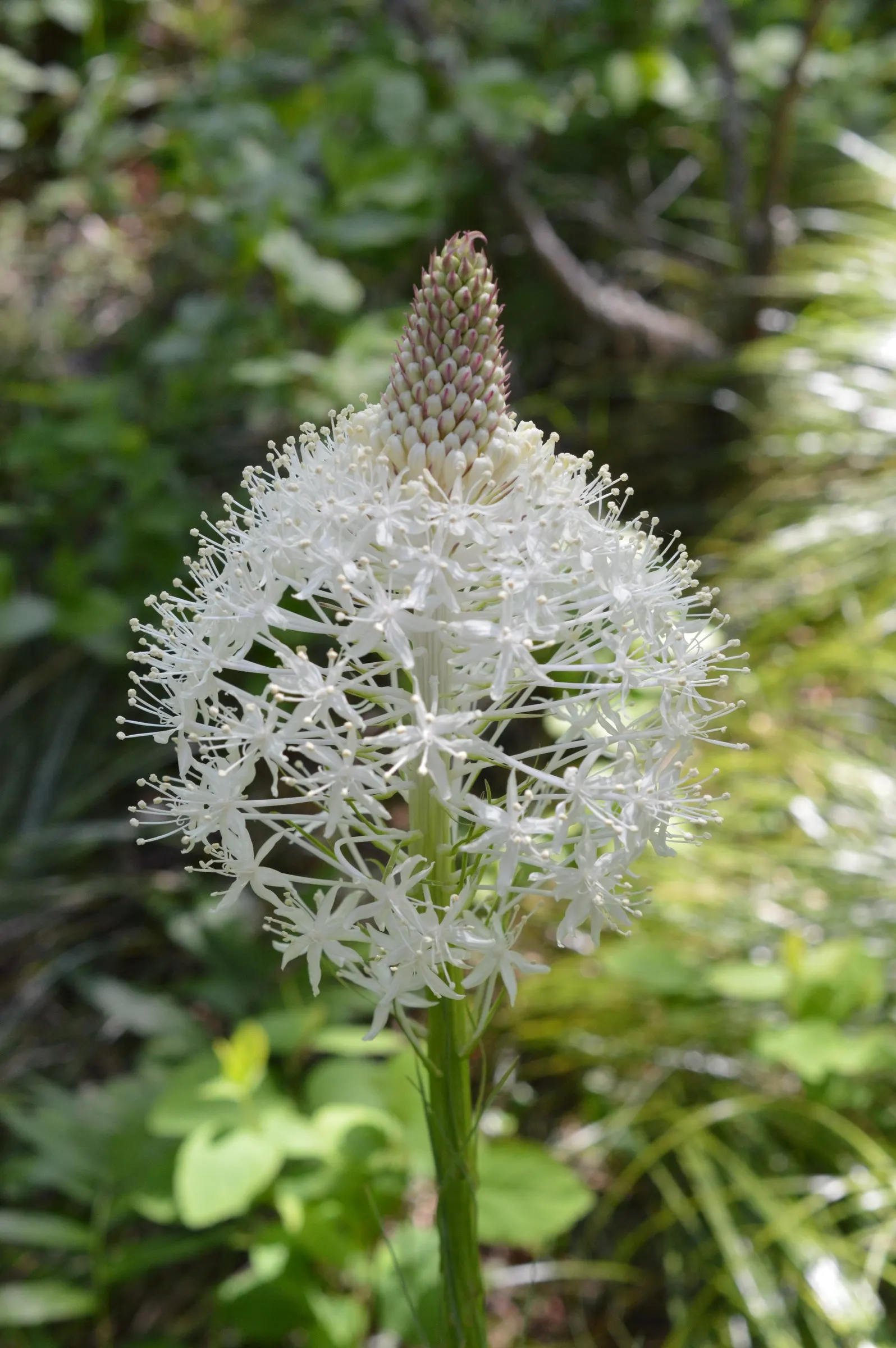 Bear Grass (Xerophyllum Tenax) — Bear Grass (Xerophyllum tenax) is a hardy perennial noted for its tufted; reaching heights up to 5 feet, image 126