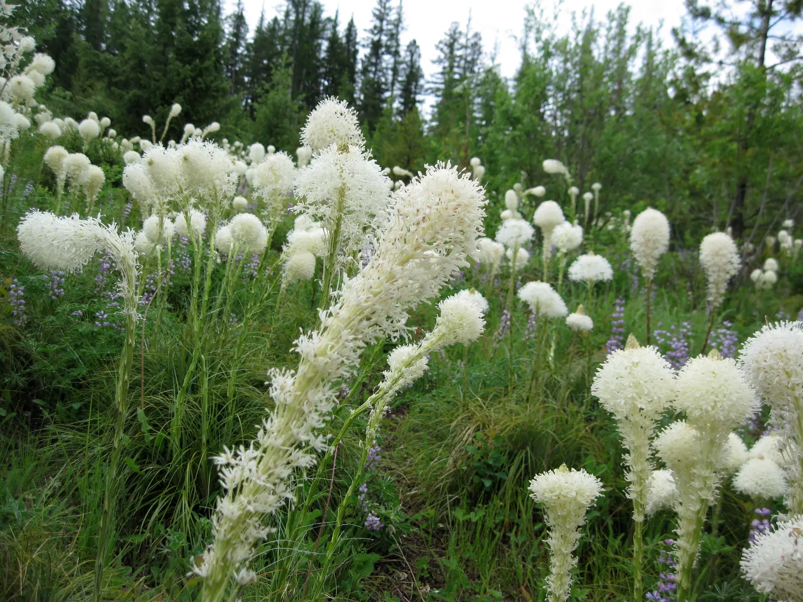 Bear Grass (Xerophyllum Tenax) — Preferring well-drained soils and partial to full sun; its low maintenance and drought tolerance make it ideal for xeriscaping