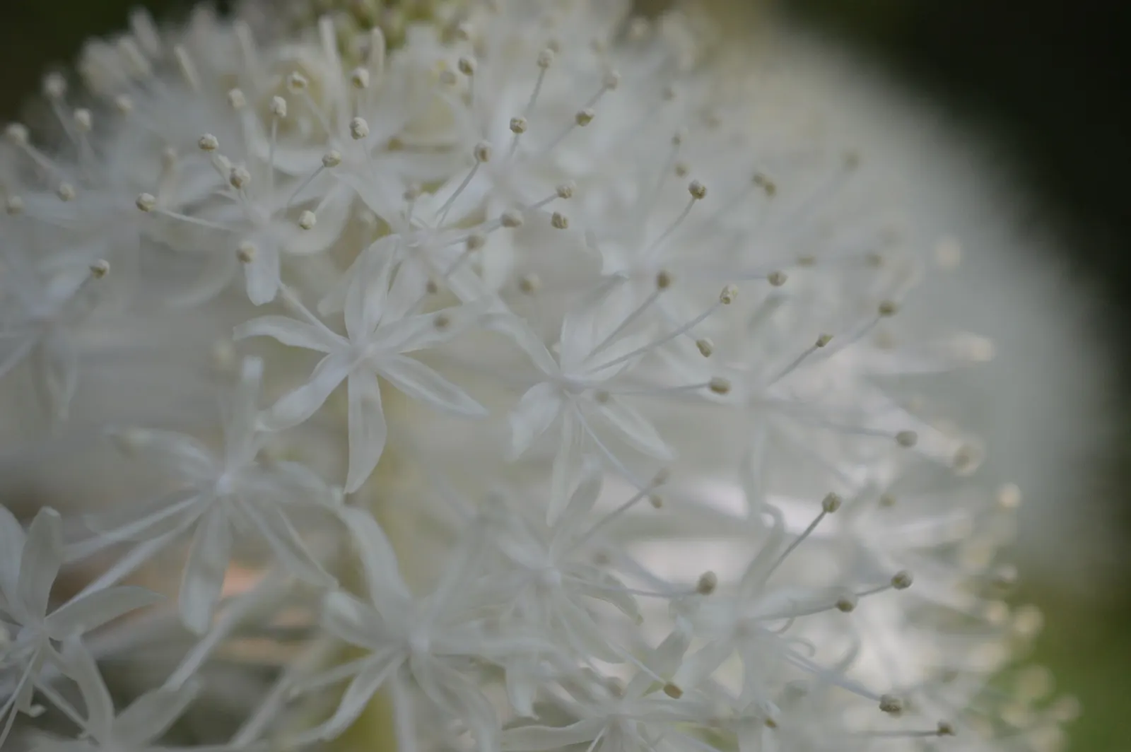 Bear Grass (Xerophyllum Tenax) — making it a valuable addition to any landscape design