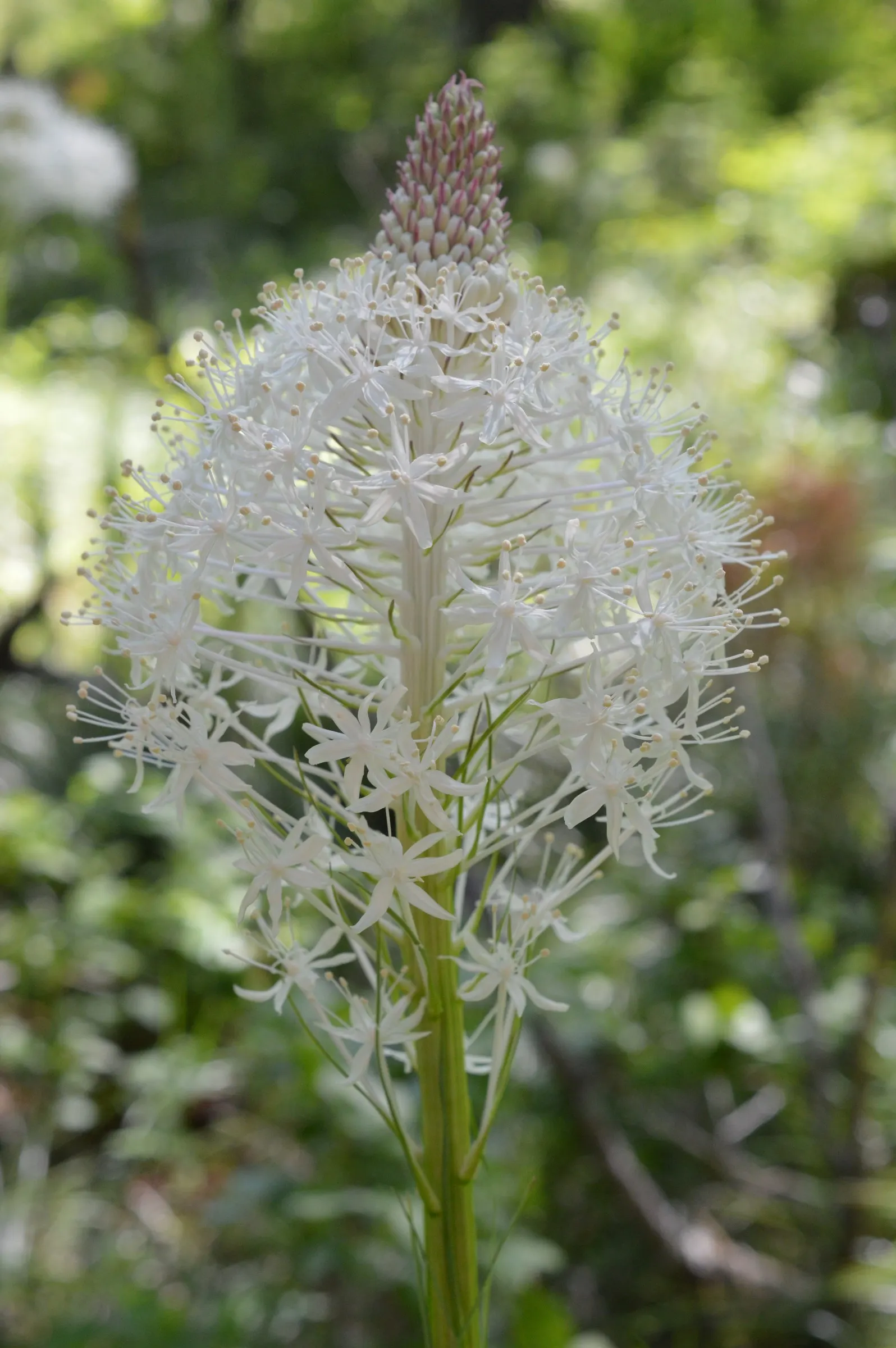 Bear Grass (Xerophyllum Tenax) — Bear Grass is an ideal choice for naturalistic landscapes