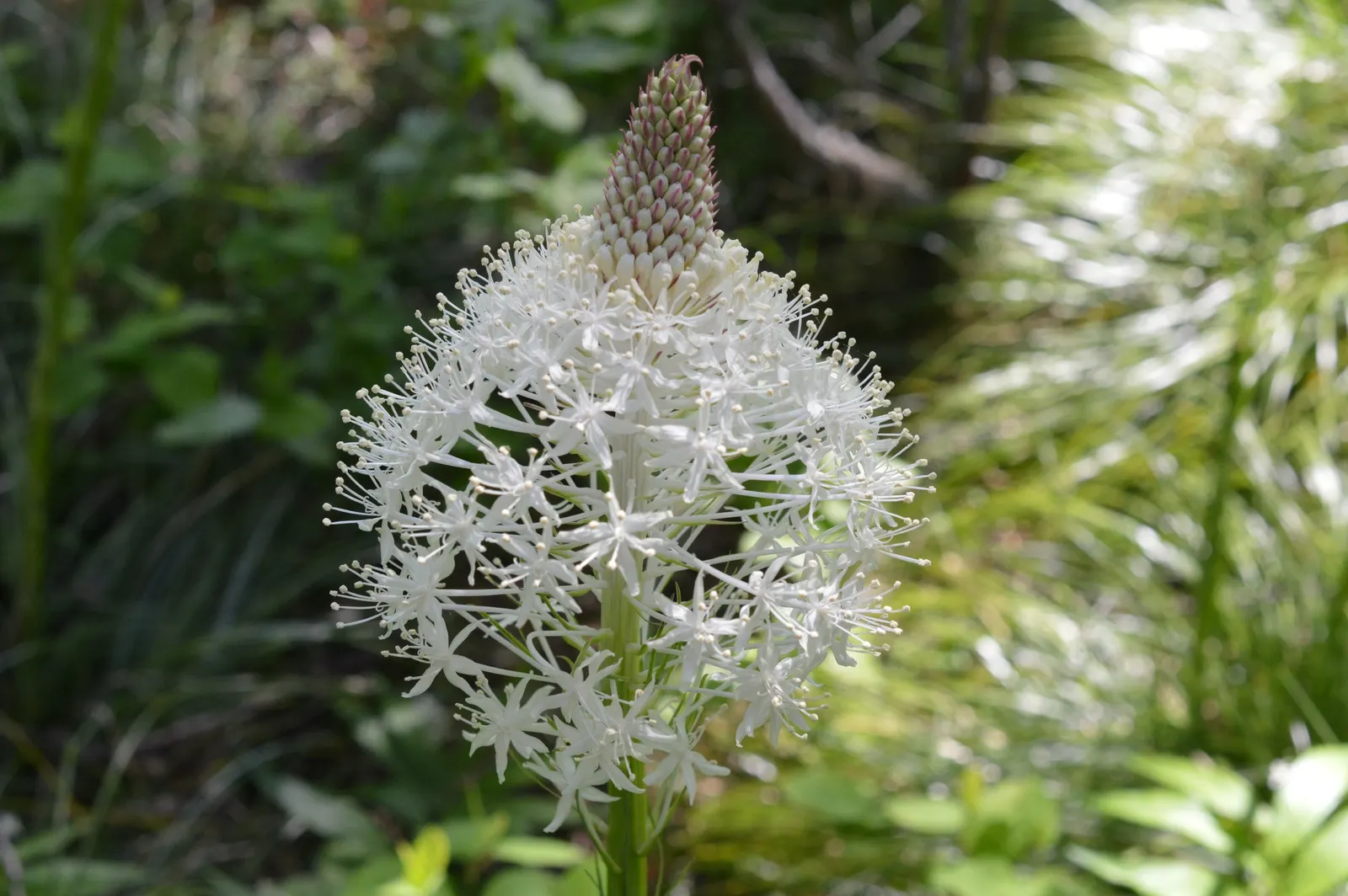 Bear Grass (Xerophyllum Tenax) — grass / perennial with white blooms; bear Grass forms dense clumps that can reach a height of 2 to 4 feet with an, image 74