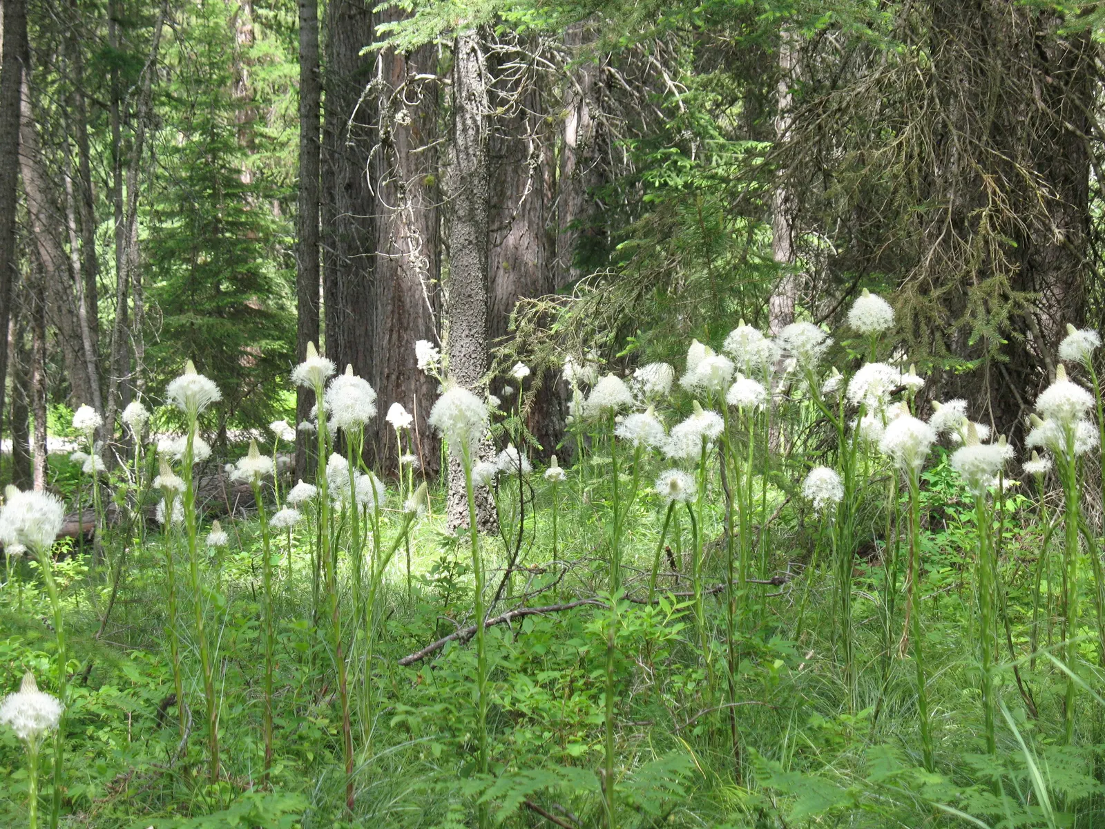 Bear Grass (Xerophyllum Tenax) — Bear Grass is an ideal choice for naturalistic landscapes; bear Grass (Xerophyllum tenax) is a hardy perennial noted for its