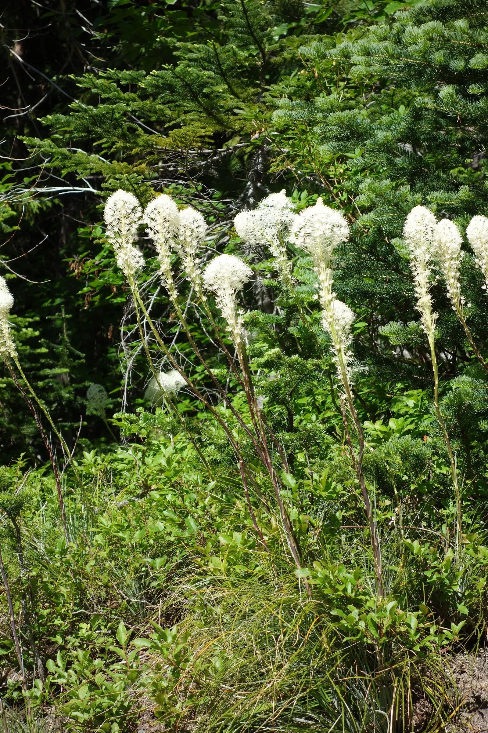 Bear Grass (Xerophyllum Tenax) — reaching heights up to 5 feet; grass / perennial for full or half