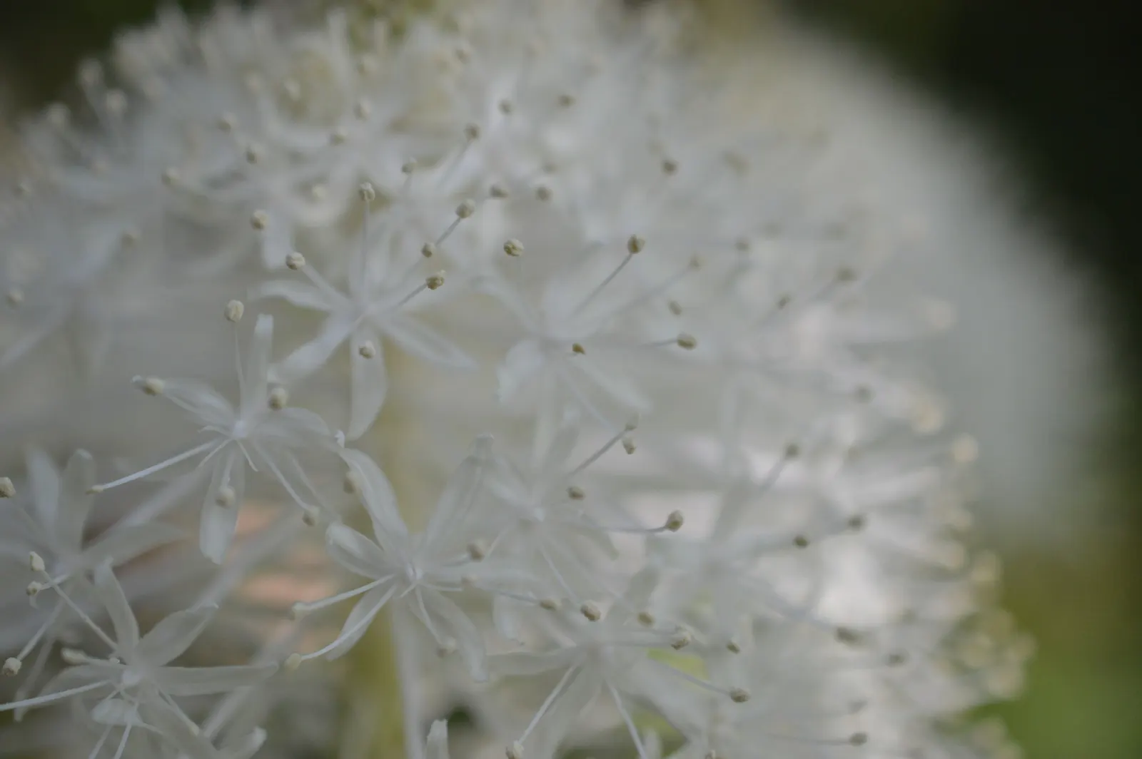 Bear Grass (Xerophyllum Tenax) — This North American native is not true grass; it's an excellent choice for adding texture and vertical interest to