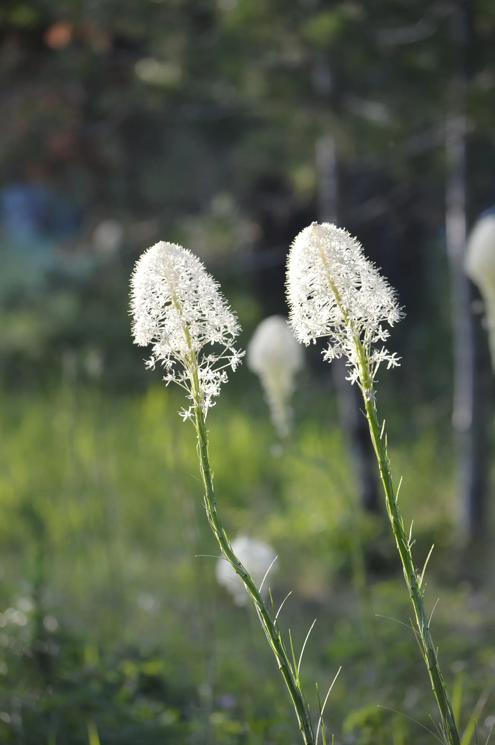 Bear Grass (Xerophyllum Tenax) — Bear Grass produces a stunning floral display - a lofty; preferring well-drained soils and partial to full sun, image 94