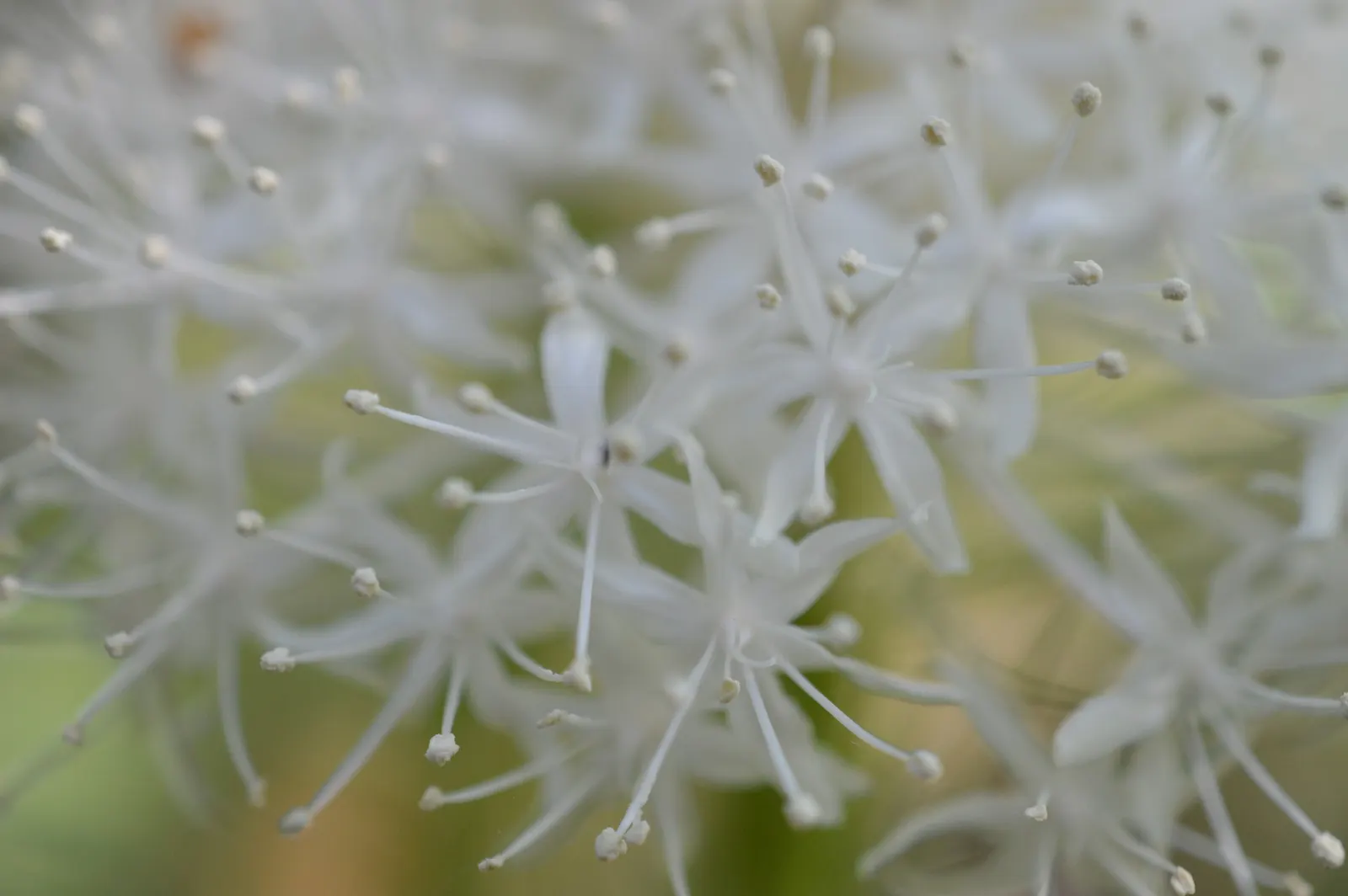 Bear Grass (Xerophyllum Tenax) — Its preference for acidic soils makes it an excellent companion for rhododendrons and azaleas; bear Grass produces, image 71