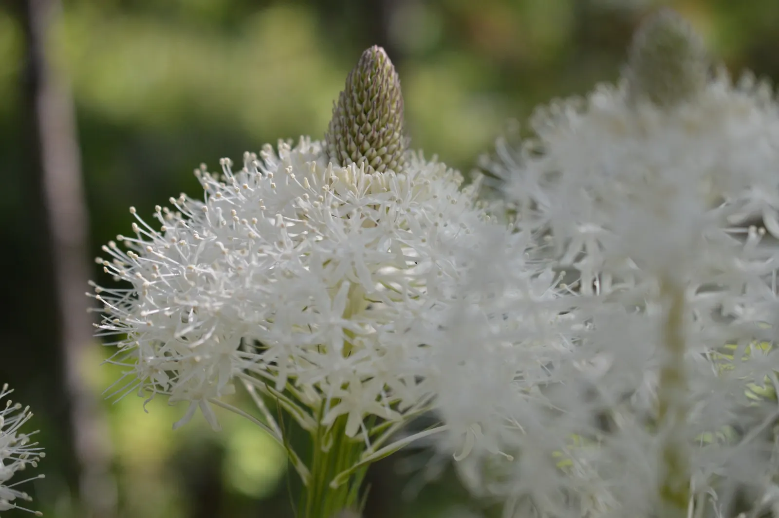 Bear Grass (Xerophyllum Tenax) — Bear Grass thrives in full sun to partial shade and is remarkably drought-tolerant once established