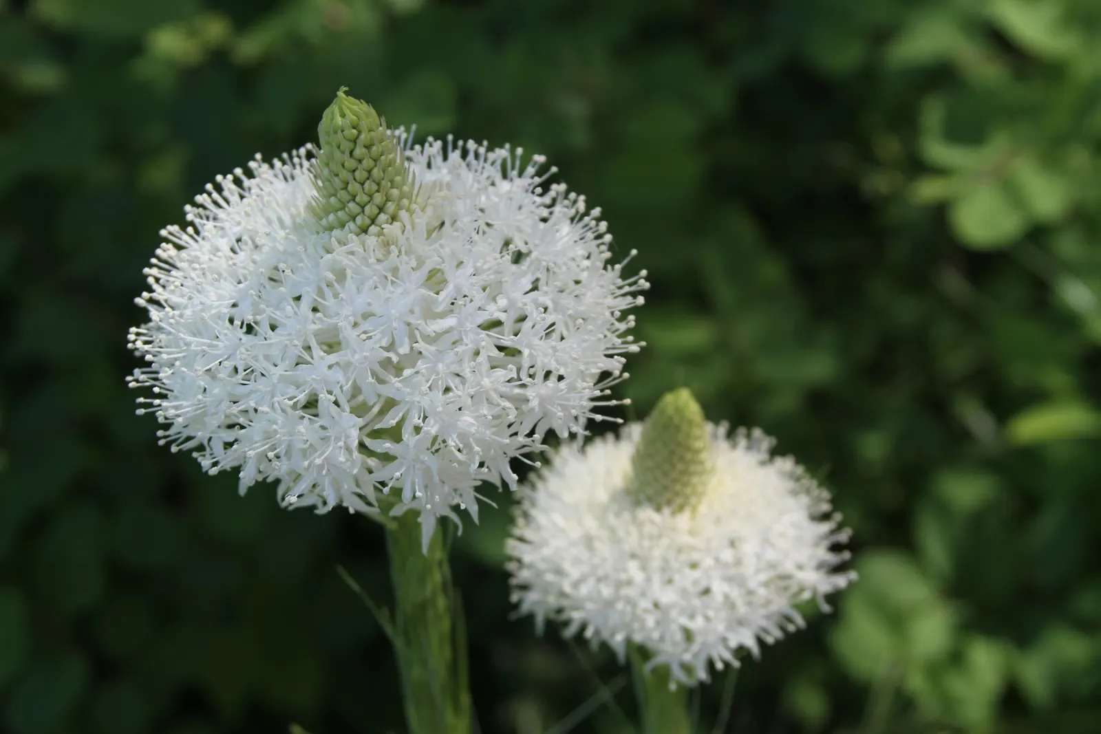 Bear Grass (Xerophyllum Tenax) — Bear Grass (Xerophyllum tenax) is a hardy perennial noted for its tufted; reaching heights up to 5 feet
