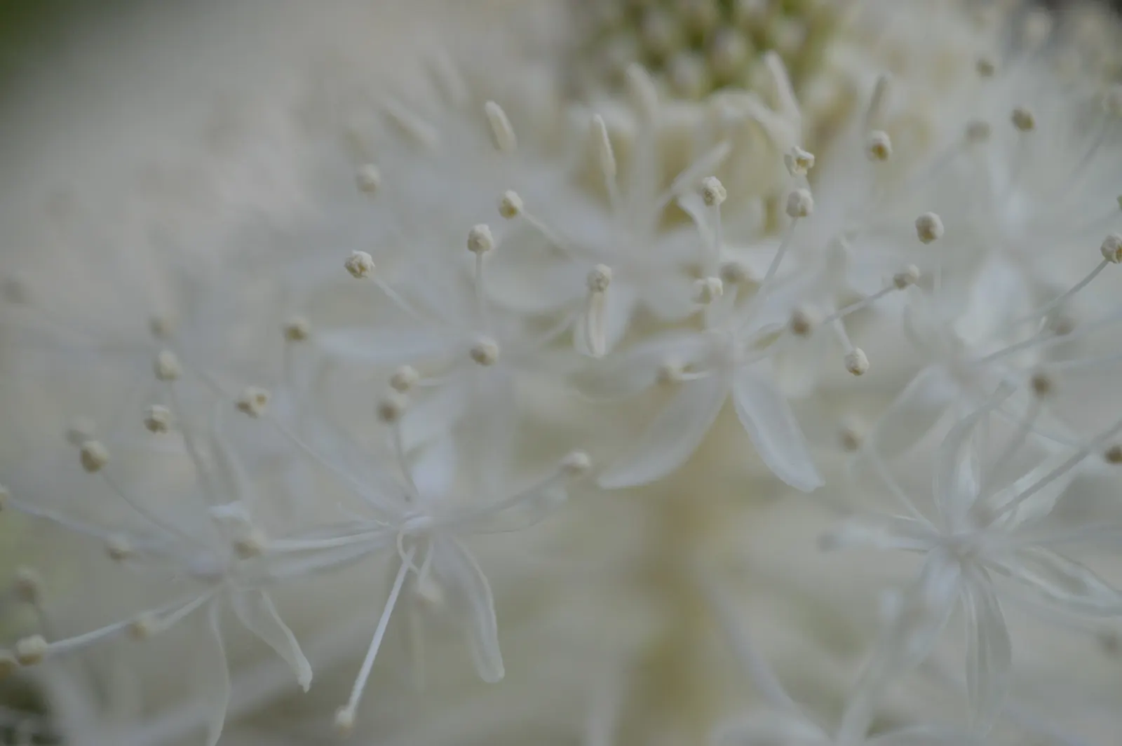 Bear Grass (Xerophyllum Tenax) — Bear Grass forms dense clumps that can reach a height of 2 to 4 feet with an equal spread; grass-like foliage and tall