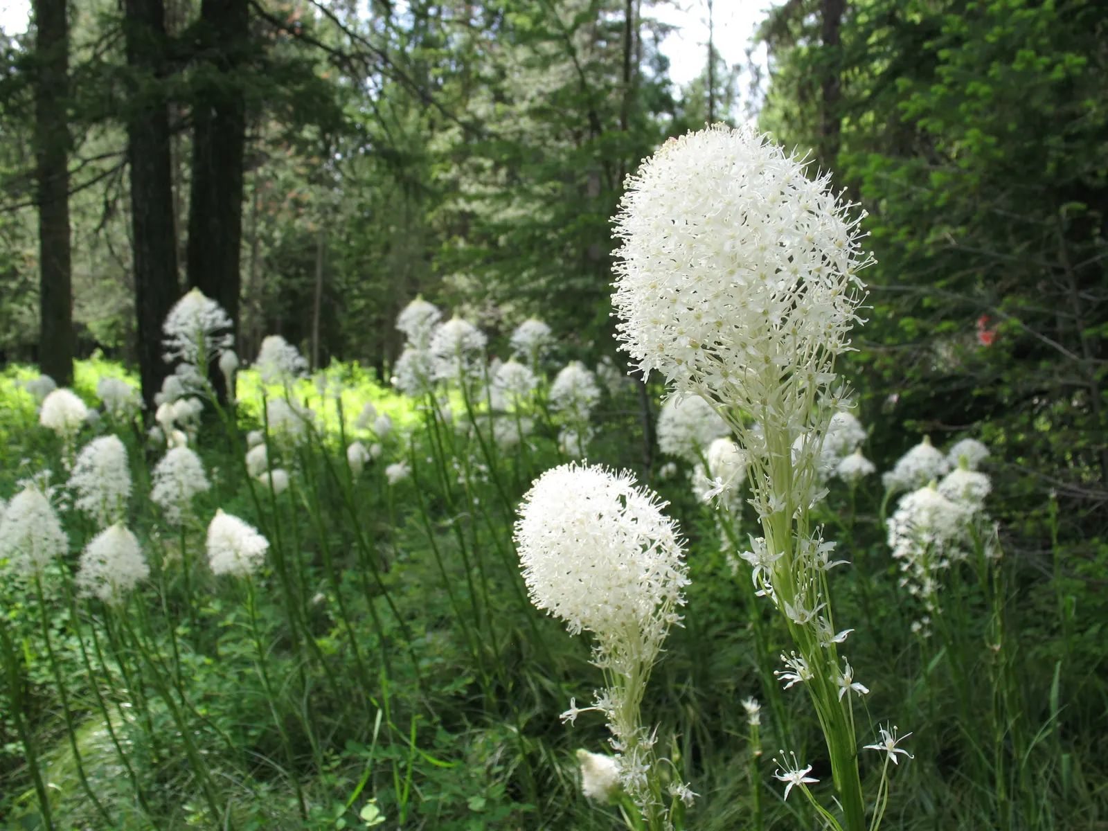 Bear Grass (Xerophyllum Tenax) — Bear Grass thrives in full sun to partial shade and is remarkably drought-tolerant once established; this North, image 95