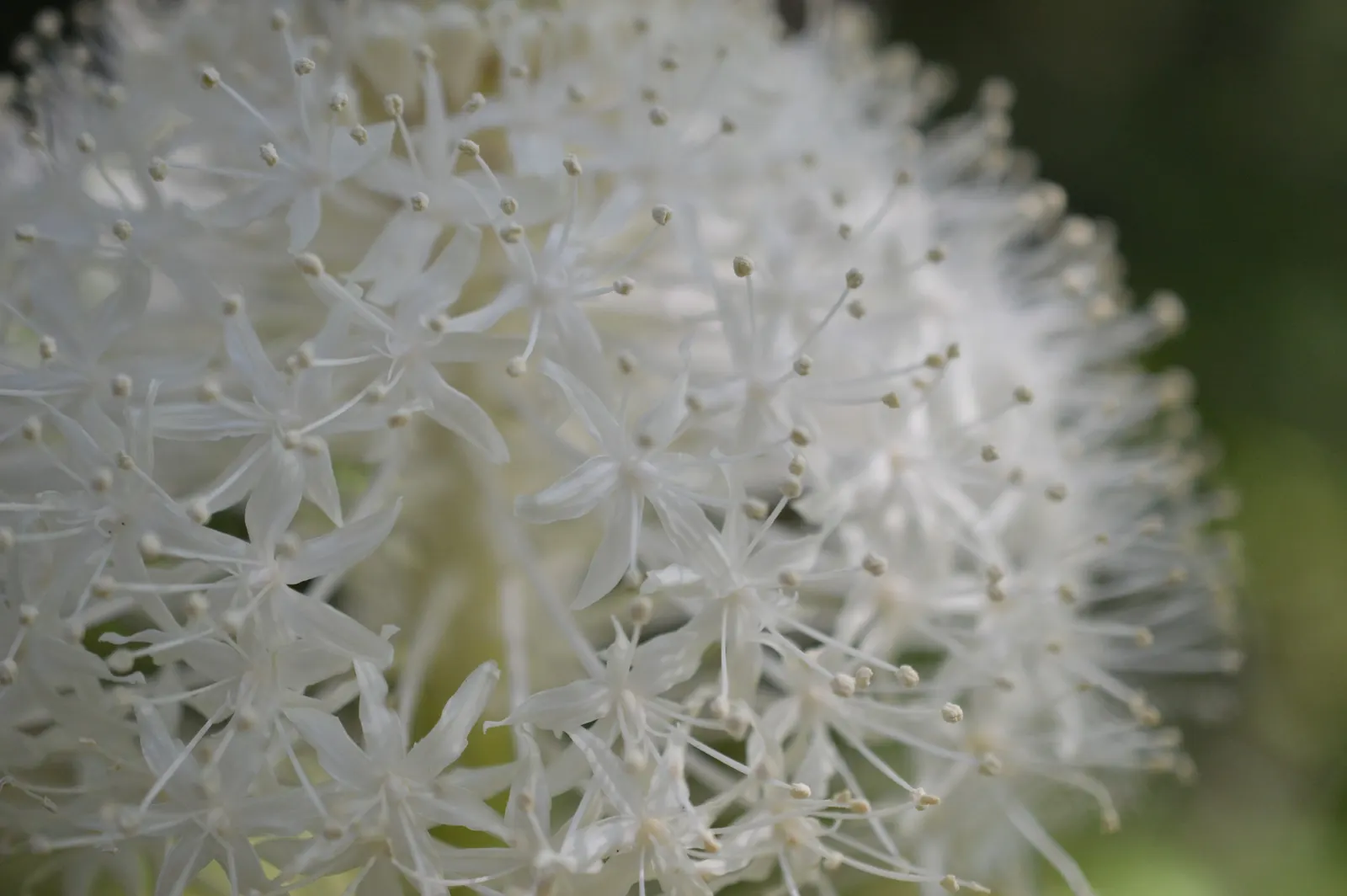 Bear Grass (Xerophyllum Tenax) — making it a valuable addition to any landscape design; grass / perennial with white blooms, image 86