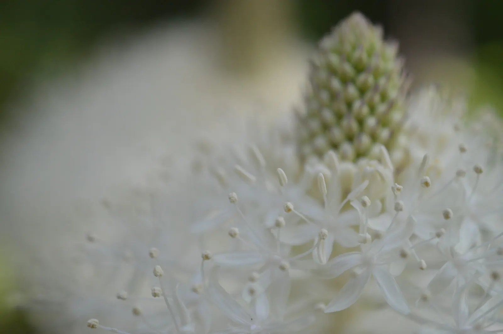 Bear Grass (Xerophyllum Tenax) — grass-like foliage and tall; making it a valuable addition to any landscape design, image 77