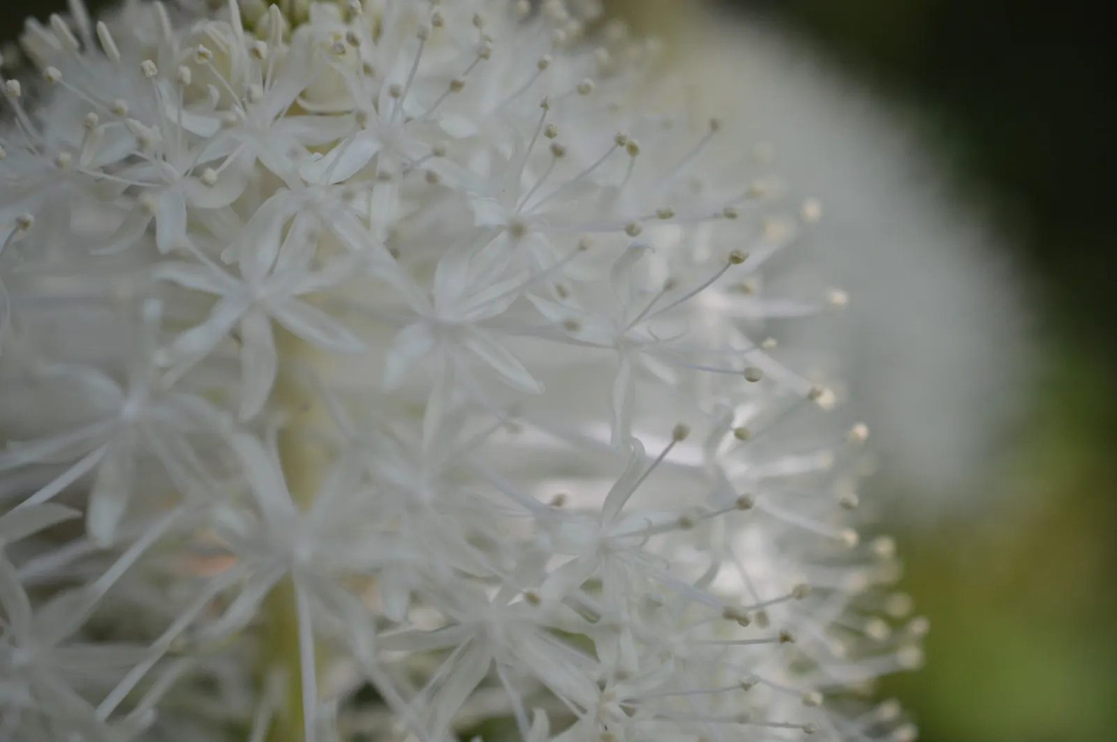 Bear Grass (Xerophyllum Tenax) — This North American native is not true grass; it's an excellent choice for adding texture and vertical interest to, image 112