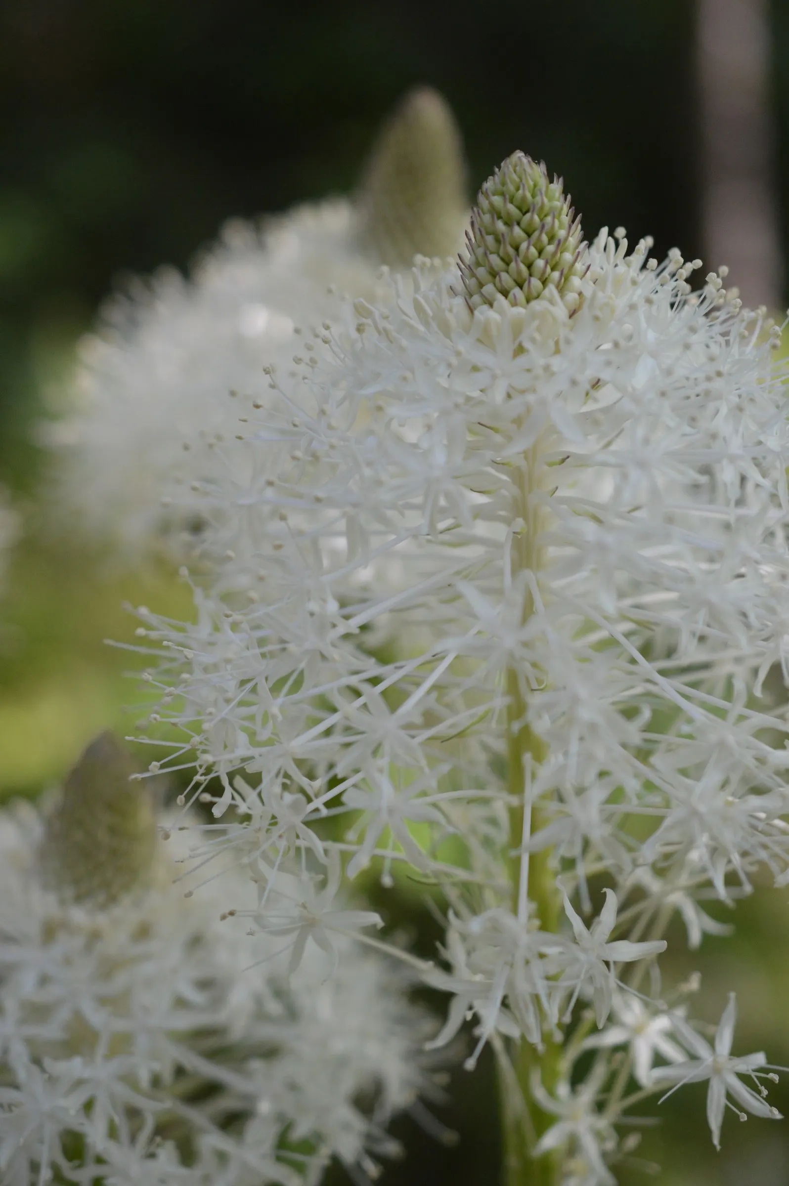 Bear Grass (Xerophyllum Tenax) — This North American native is not true grass; it's an excellent choice for adding texture and vertical interest to, image 87