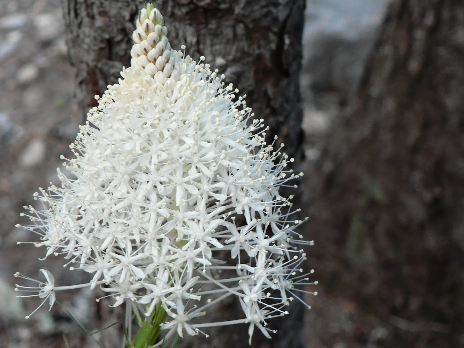 Bear Grass (Xerophyllum Tenax) — but rather belongs to the lily family