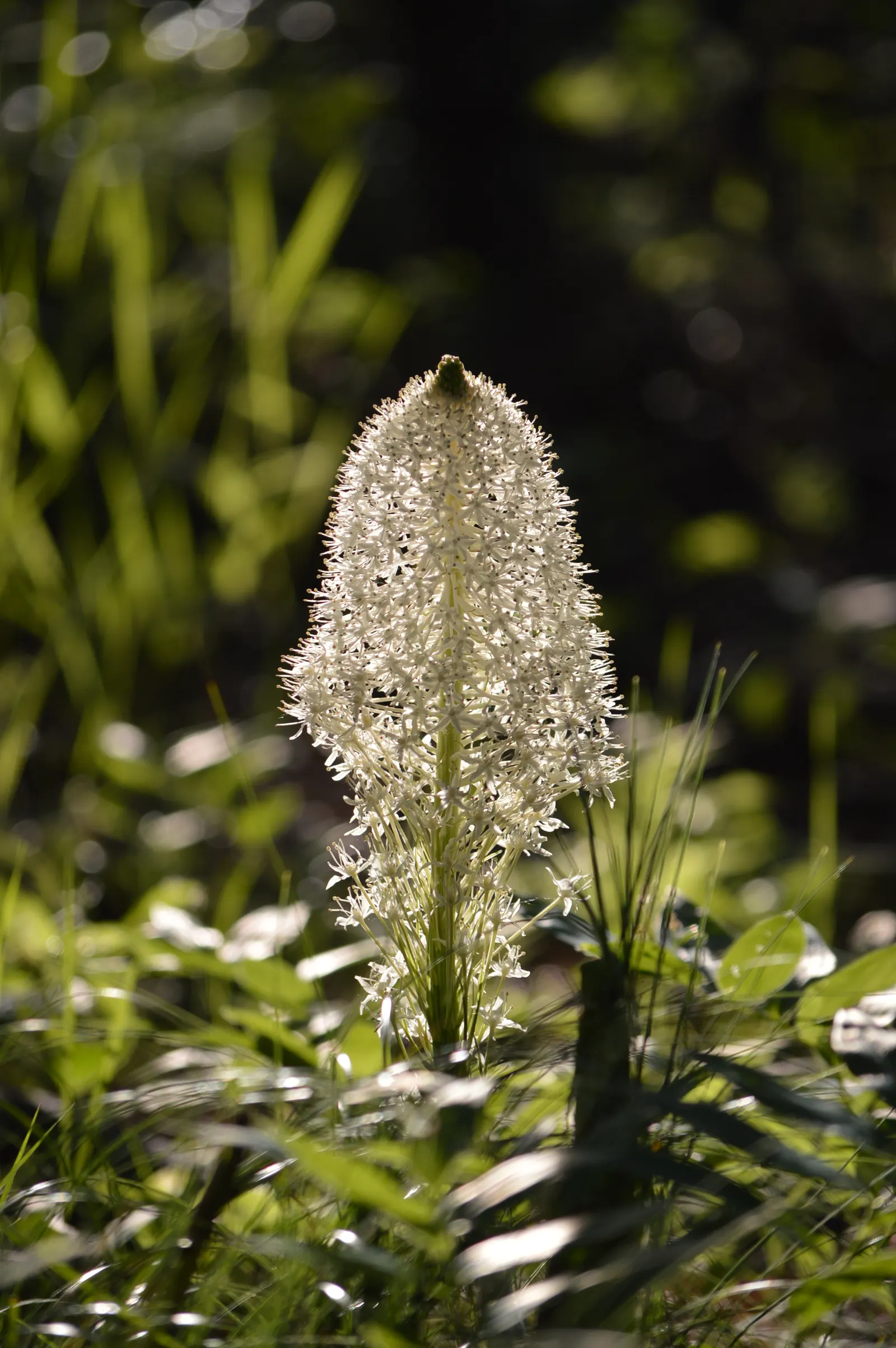 Bear Grass (Xerophyllum Tenax) — showcasing its unique botanical lineage.<br><br>Characteristically; bear Grass thrives in full sun to partial, image 114