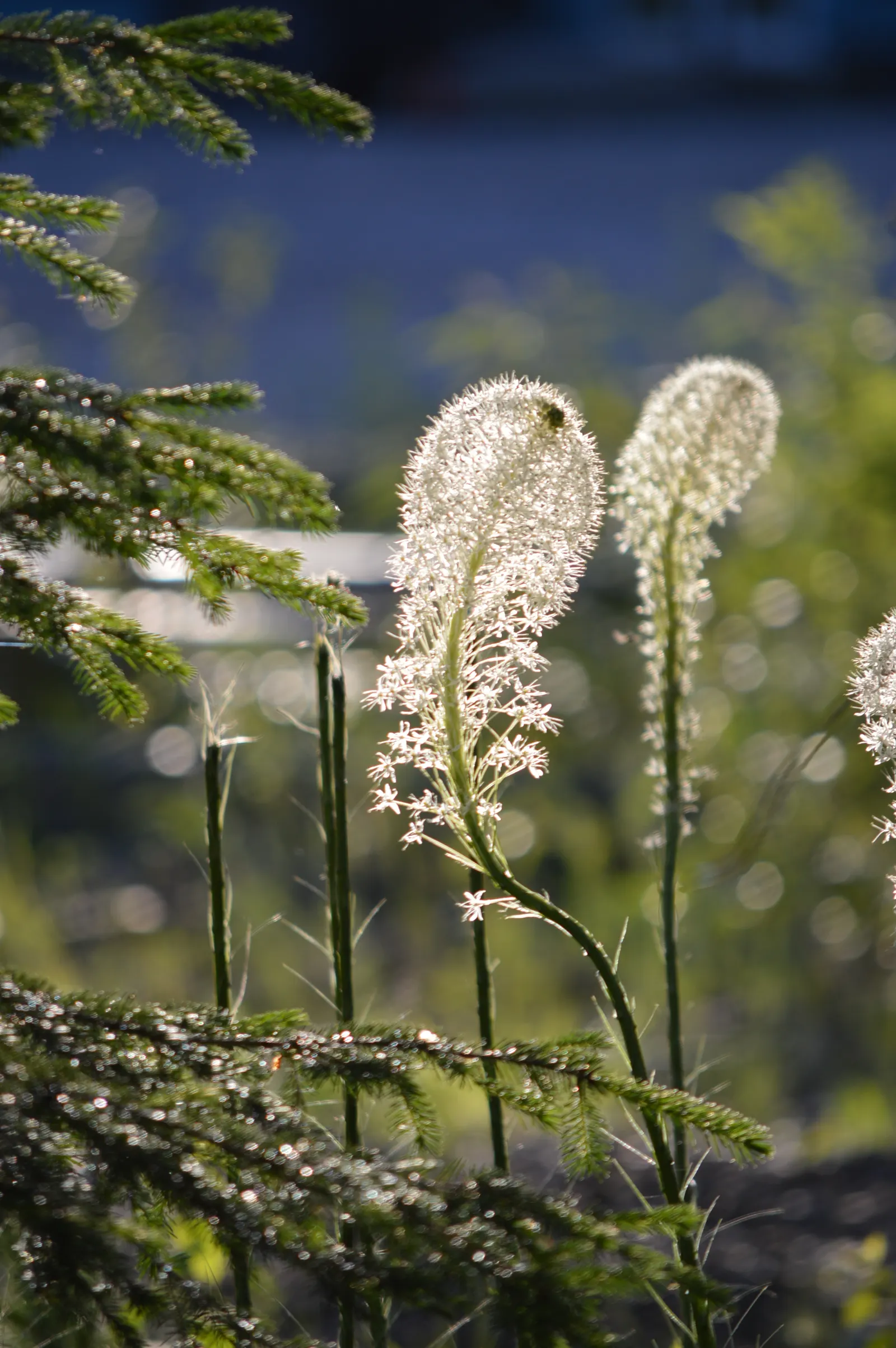 Bear Grass (Xerophyllum Tenax) — This North American native attracts pollinators and resists deer