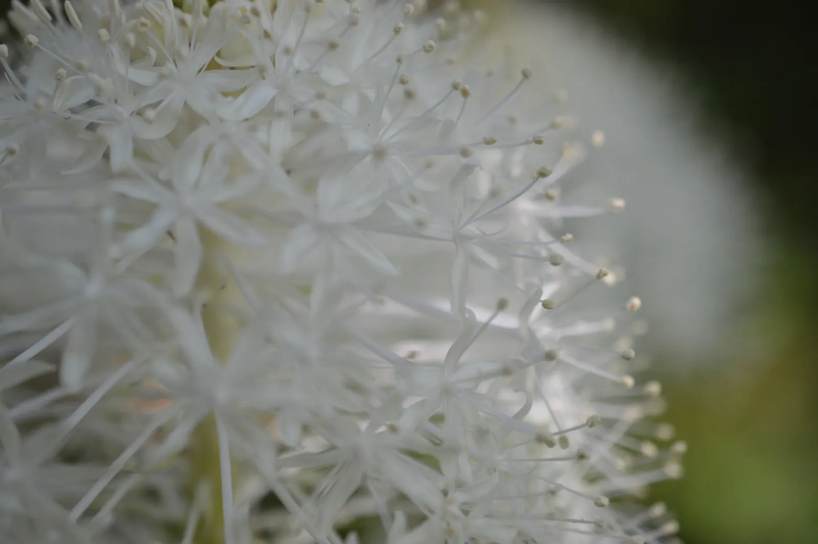 Bear Grass (Xerophyllum Tenax) — white flowers in the garden; this North American native attracts pollinators and resists deer, image 98