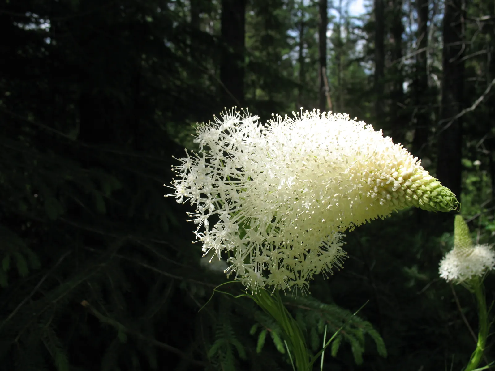 Bear Grass (Xerophyllum Tenax) — Its slender, arching leaves are tough and wiry, spanning 30 to 40 inches in length and less than an inch wide, image 116