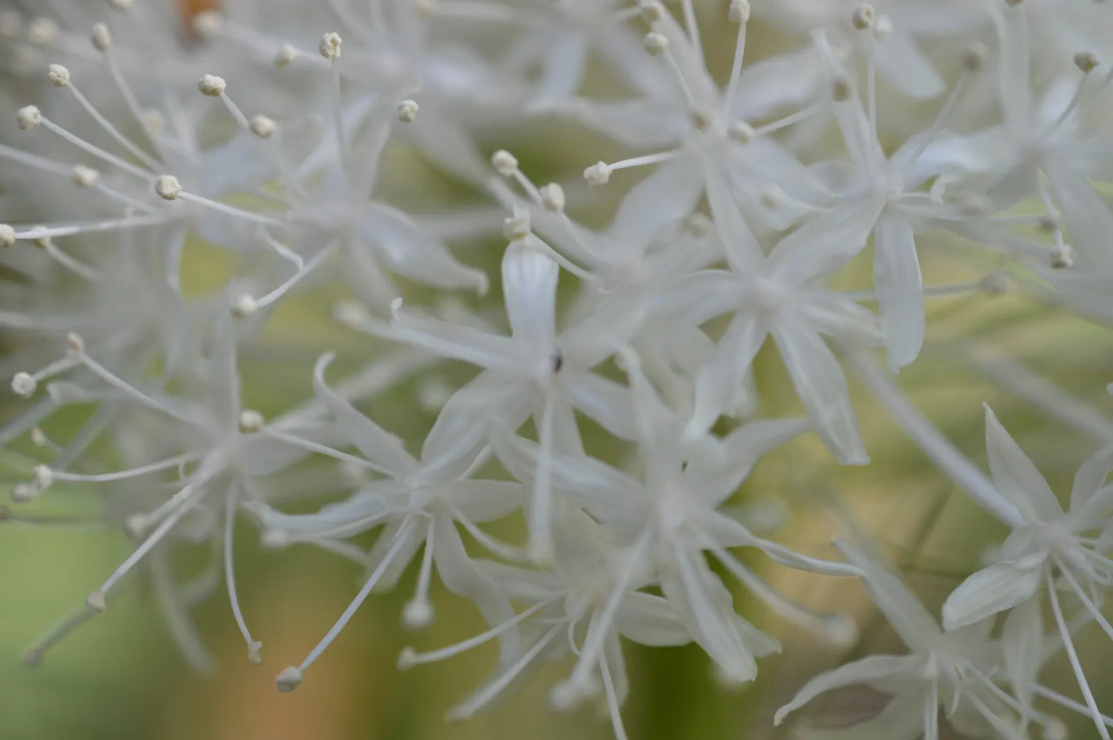 Bear Grass (Xerophyllum Tenax) — reaching heights up to 5 feet; grass / perennial for full or half, image 104