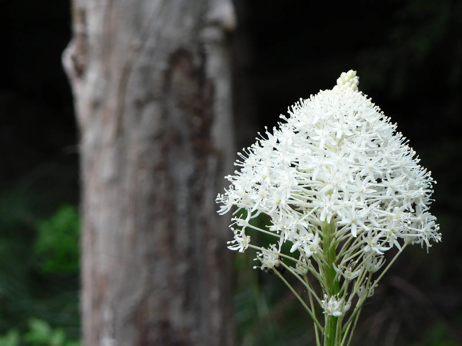 Bear Grass (Xerophyllum Tenax) — grass / perennial for full or half; bear Grass is an ideal choice for naturalistic landscapes, image 100