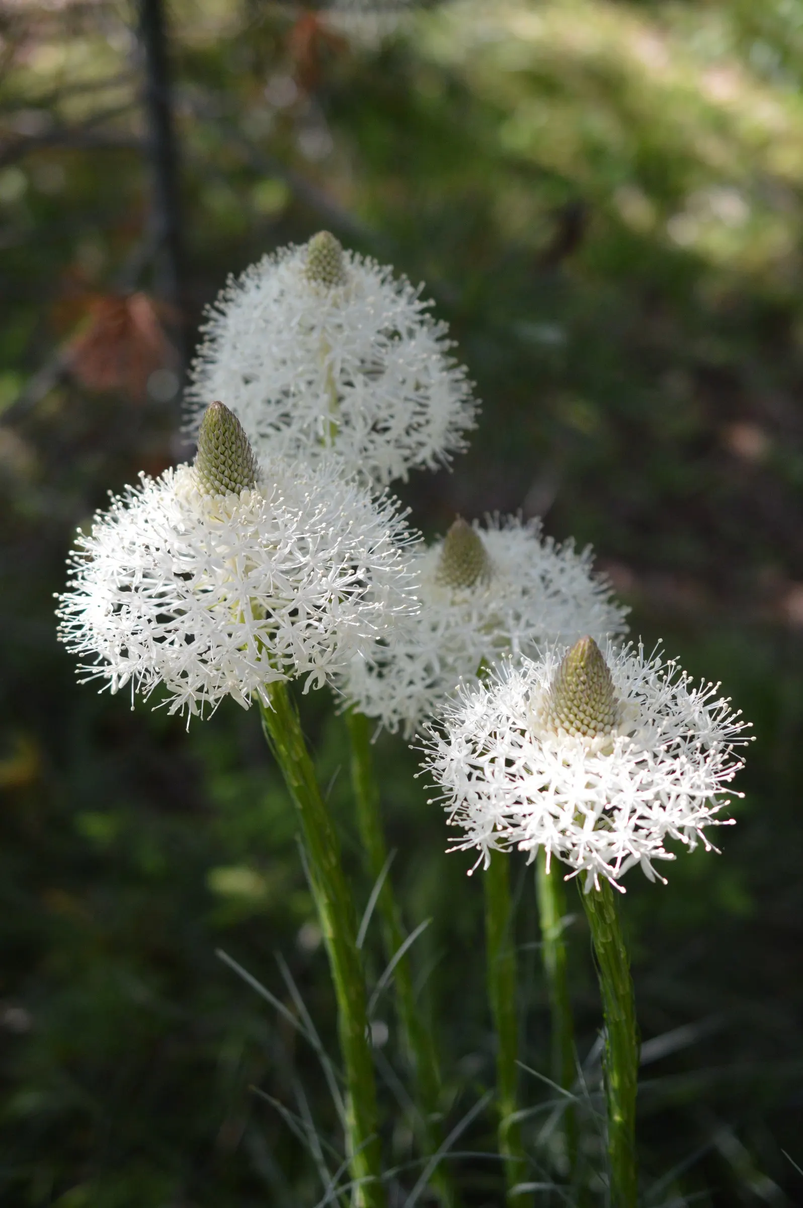 Bear Grass (Xerophyllum Tenax) — This North American native is not true grass; it's an excellent choice for adding texture and vertical interest to, image 62