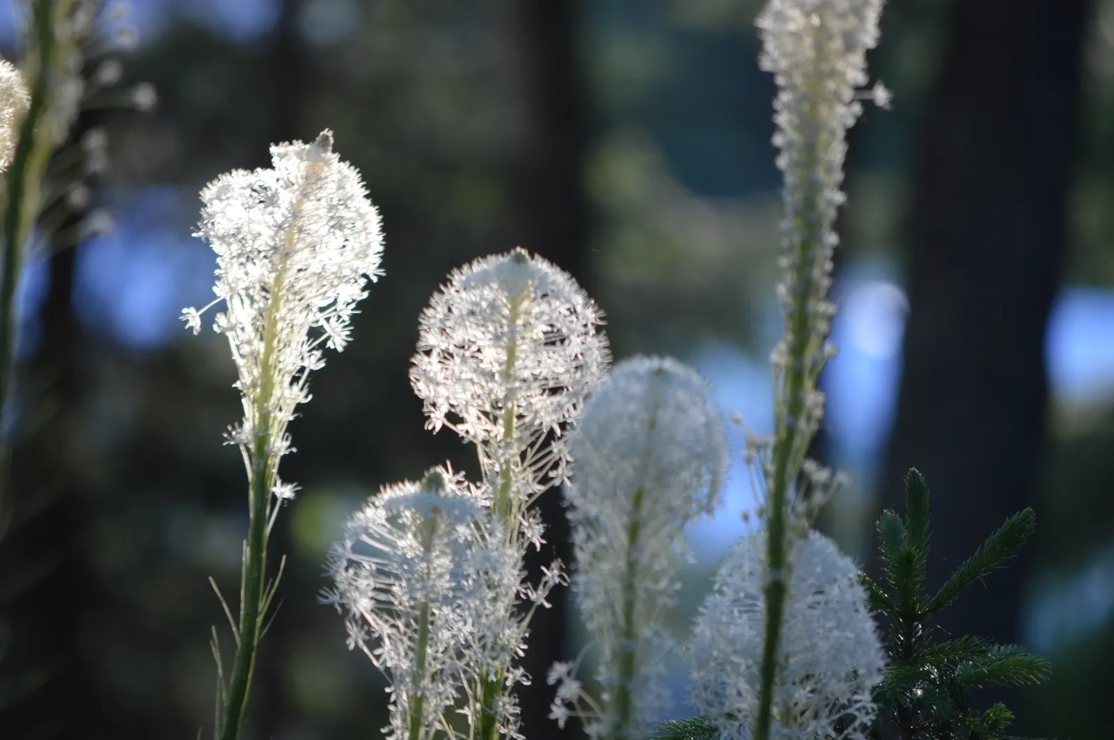Bear Grass (Xerophyllum Tenax) — These deep green leaves remain evergreen; its slender, arching leaves are tough and wiry, spanning 30 to 40 inches, image 67