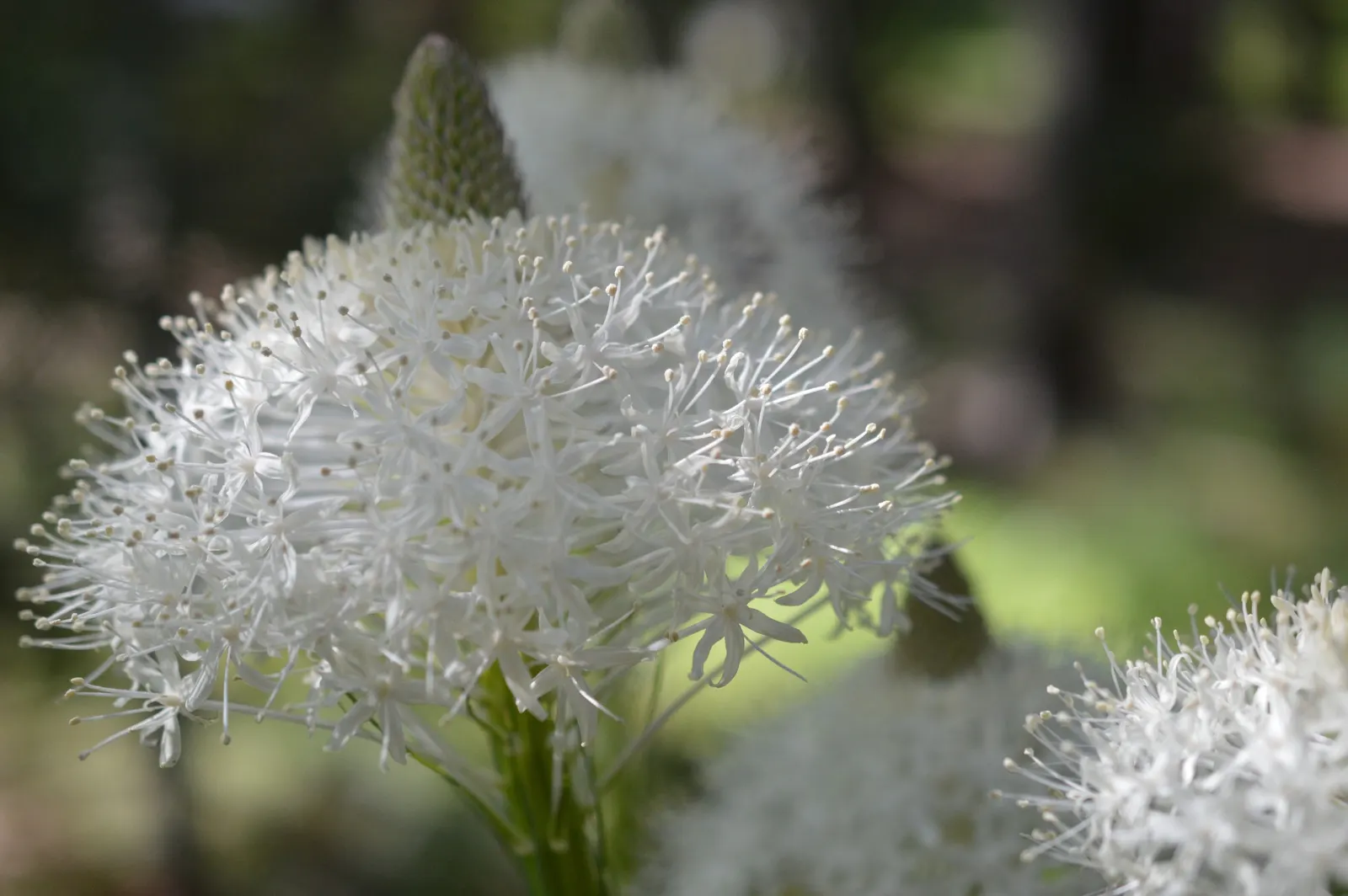 Bear Grass (Xerophyllum Tenax) — adding a year-round structural presence to garden compositions.<br><br>Every 5 to 7 years; white flowers in the, image 118