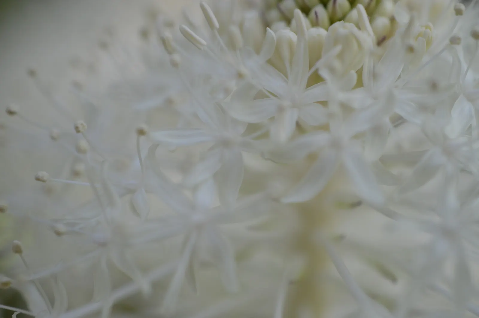 Bear Grass (Xerophyllum Tenax) — Its preference for acidic soils makes it an excellent companion for rhododendrons and azaleas; bear Grass produces, image 96