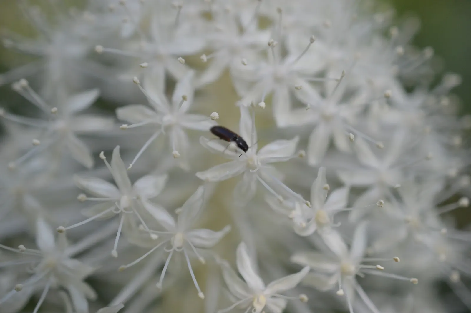Bear Grass (Xerophyllum Tenax) — white flowers in the garden; this North American native attracts pollinators and resists deer