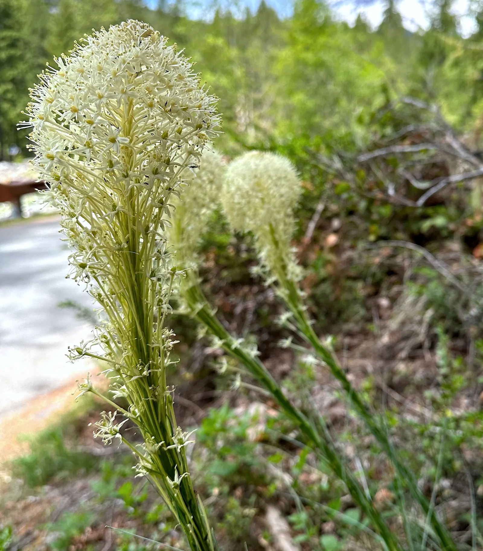 Bear Grass (Xerophyllum Tenax) — Bear Grass thrives in full sun to partial shade and is remarkably drought-tolerant once established; this North American