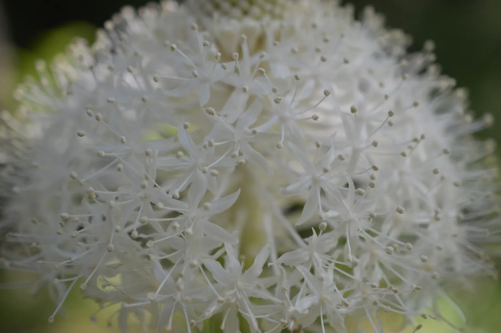 Bear Grass (Xerophyllum Tenax) — grass / perennial for full or half; bear Grass is an ideal choice for naturalistic landscapes, image 125