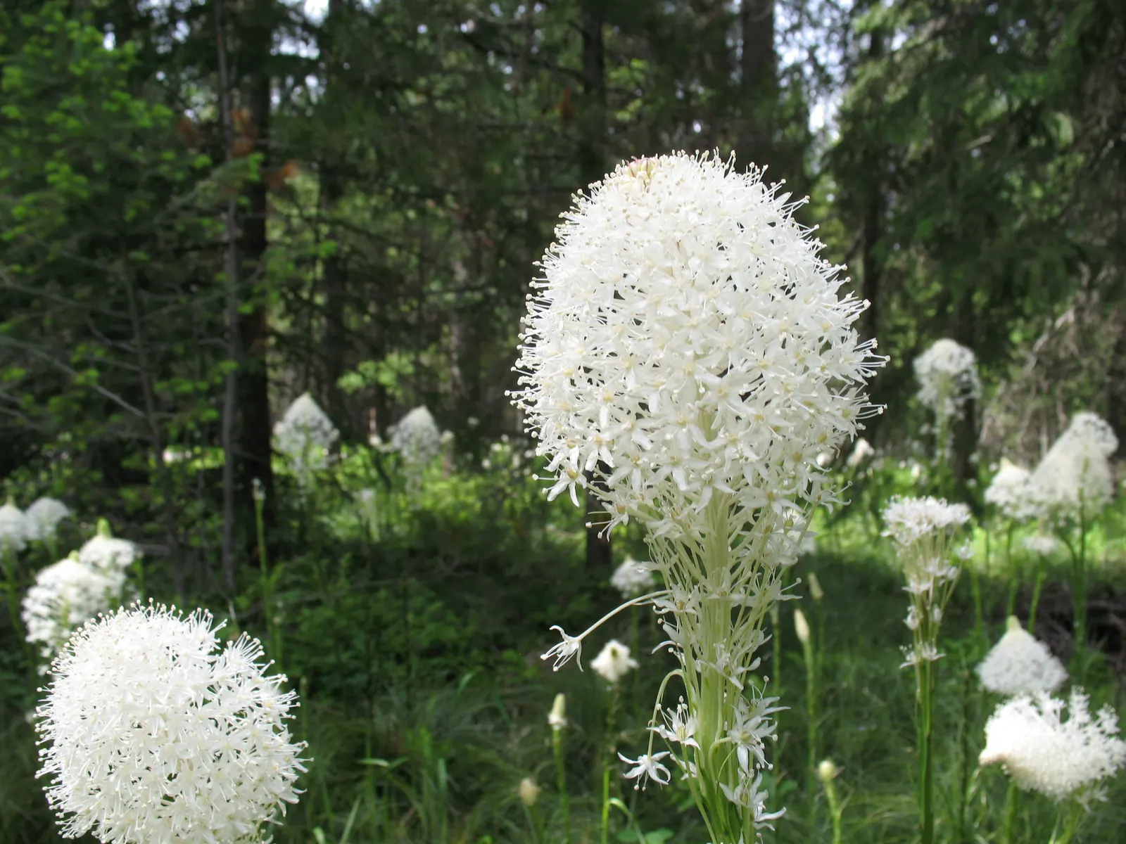 Bear Grass (Xerophyllum Tenax) — Preferring well-drained soils and partial to full sun; its low maintenance and drought tolerance make it ideal for, image 55