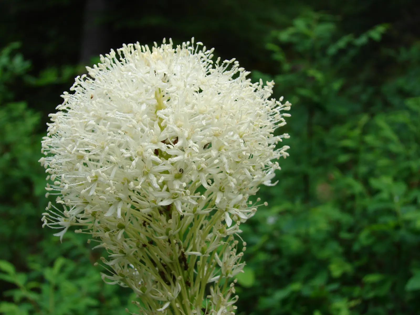 Bear Grass (Xerophyllum Tenax) — reaching heights up to 5 feet; grass / perennial for full or half, image 129