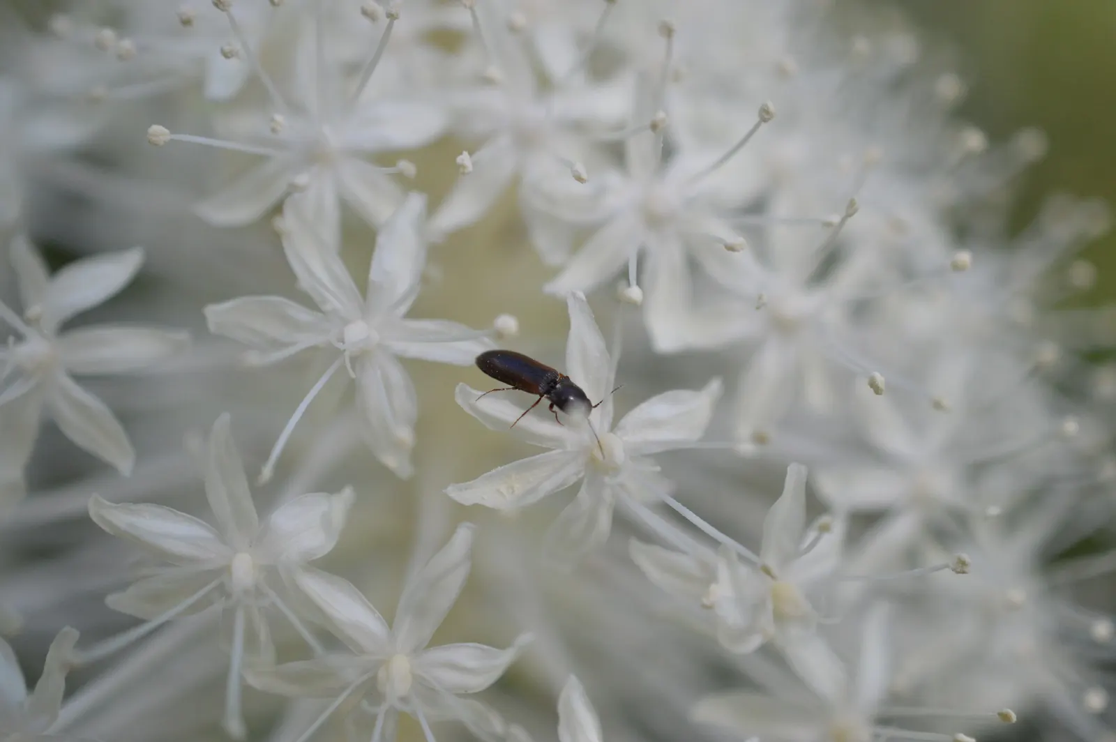Bear Grass (Xerophyllum Tenax) — reaching heights up to 5 feet; grass / perennial for full or half, image 54