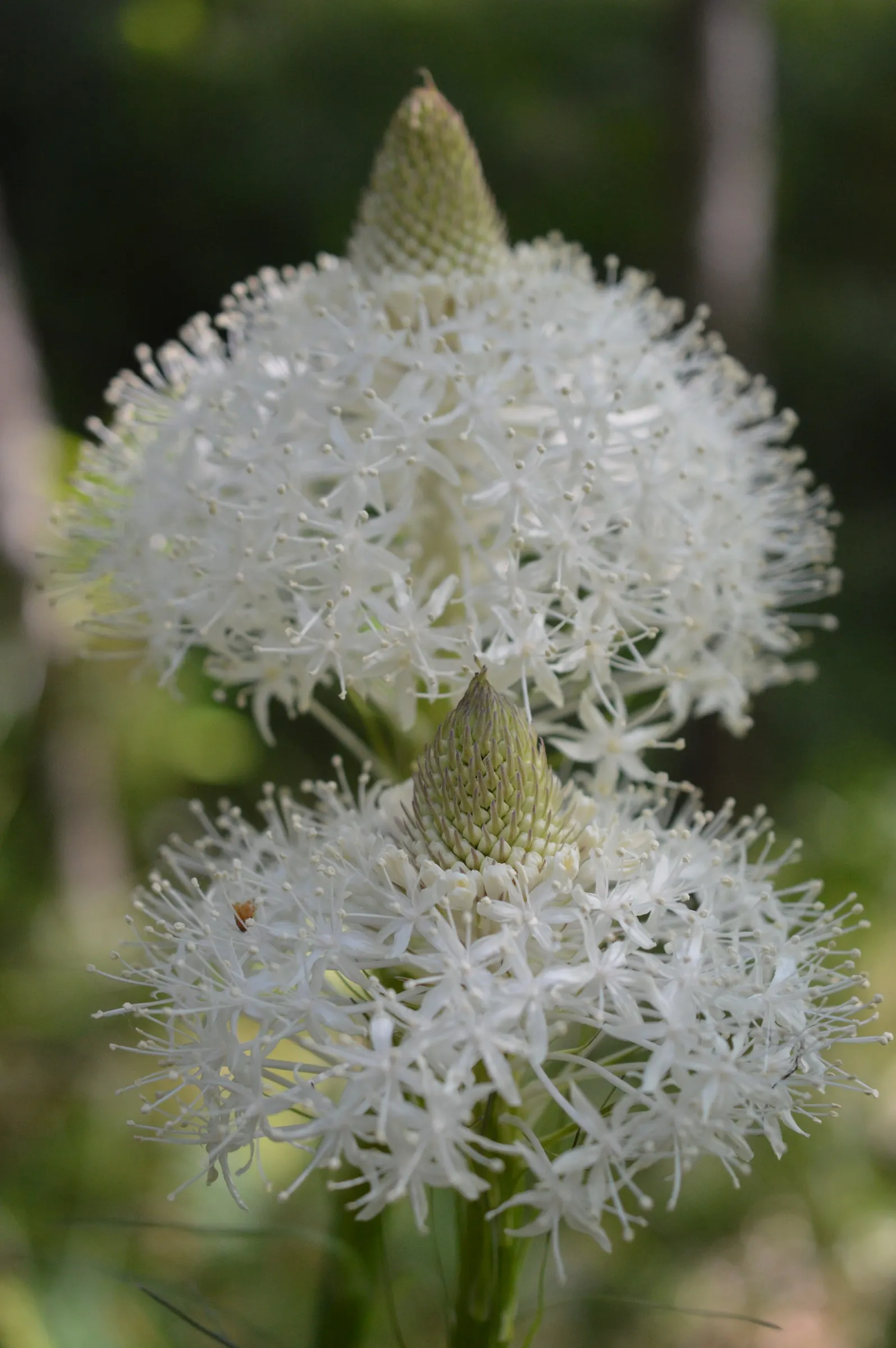 Bear Grass (Xerophyllum Tenax) — making it a valuable addition to any landscape design; grass / perennial with white blooms