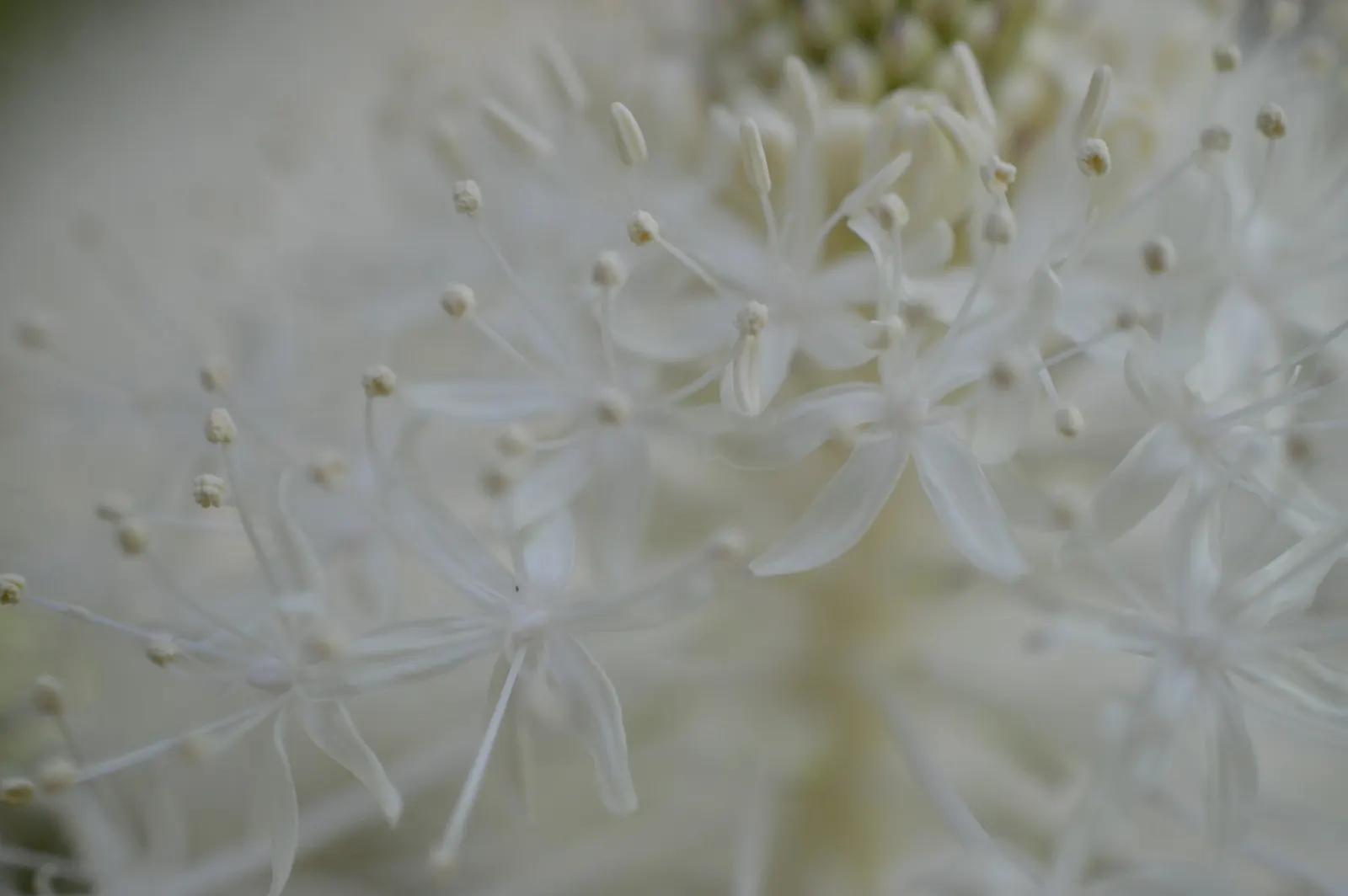 Bear Grass (Xerophyllum Tenax) — Bear Grass produces a stunning floral display - a lofty