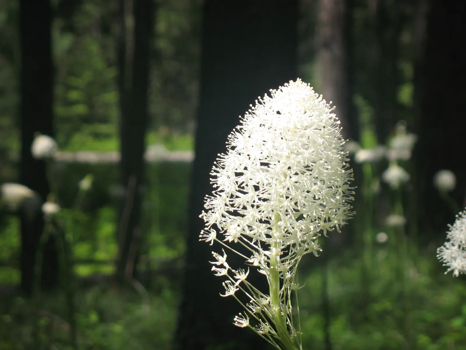 Bear Grass (Xerophyllum Tenax) — white flowers in the garden; this North American native attracts pollinators and resists deer, image 73