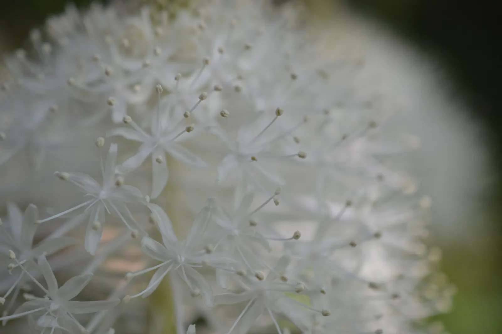 Bear Grass (Xerophyllum Tenax) — Bear Grass (Xerophyllum tenax) is a hardy perennial noted for its tufted; reaching heights up to 5 feet, image 51