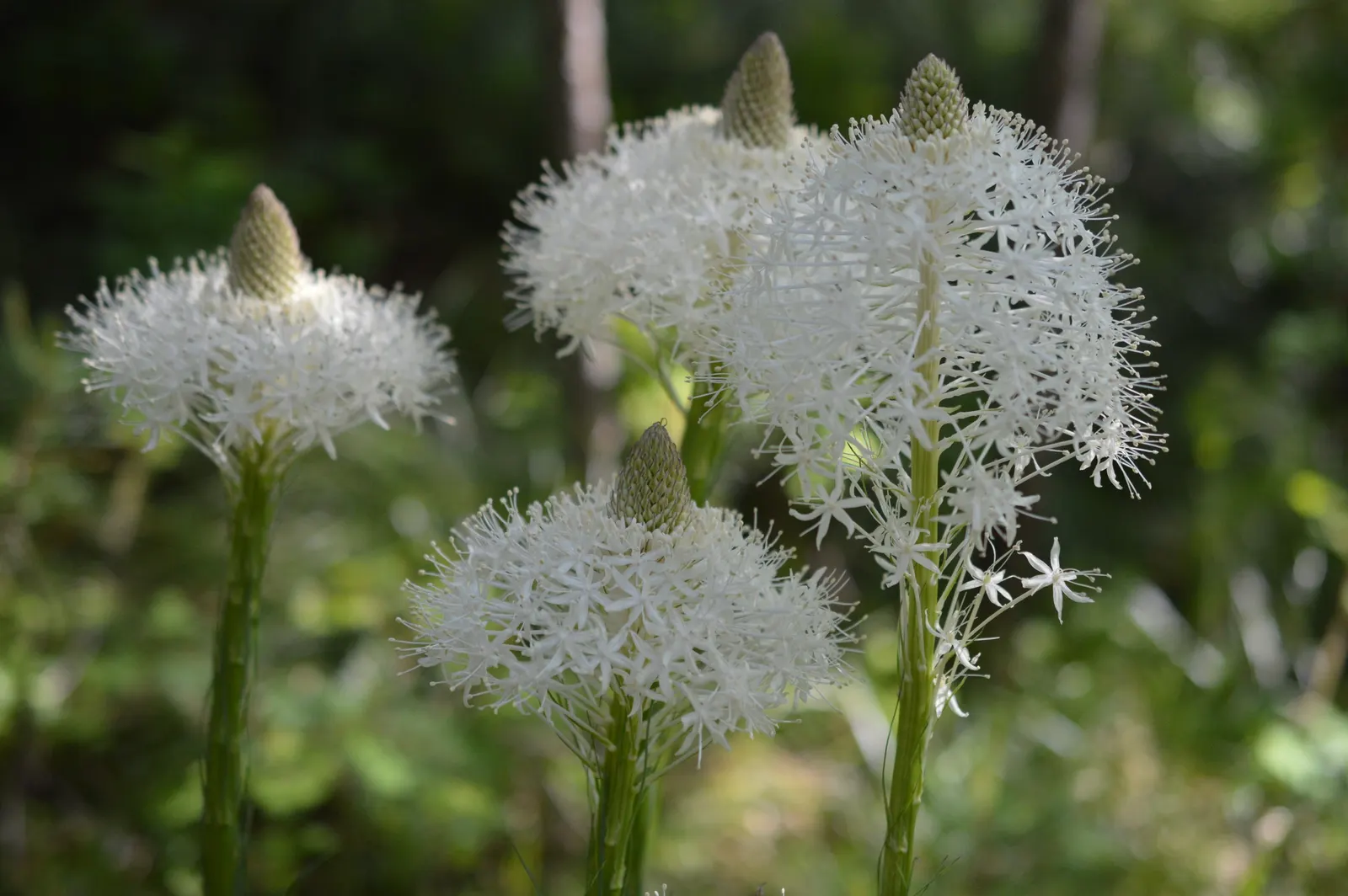 Bear Grass (Xerophyllum Tenax) — These deep green leaves remain evergreen