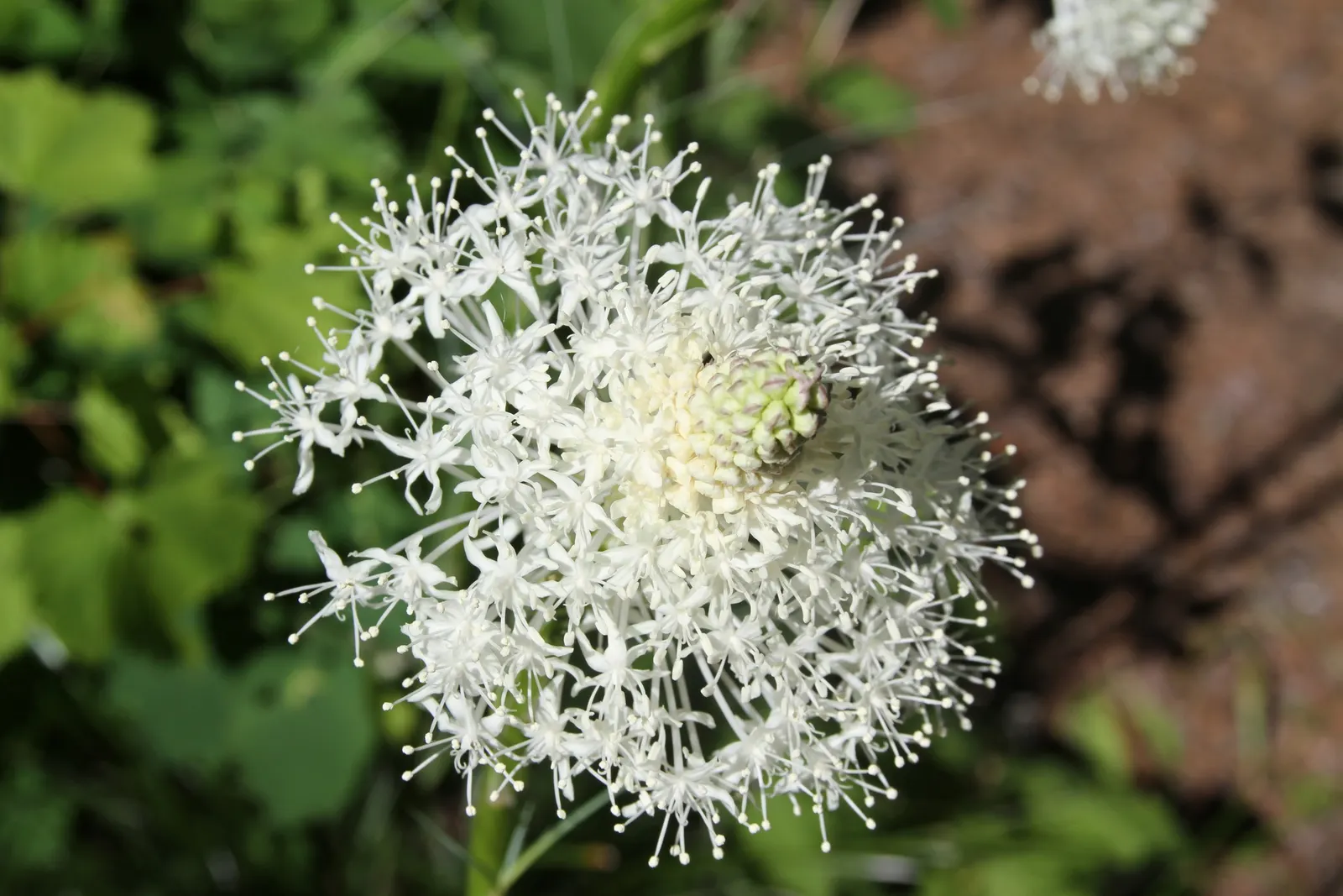 Bear Grass (Xerophyllum Tenax) — Bear Grass thrives in full sun to partial shade and is remarkably drought-tolerant once established; this North, image 120