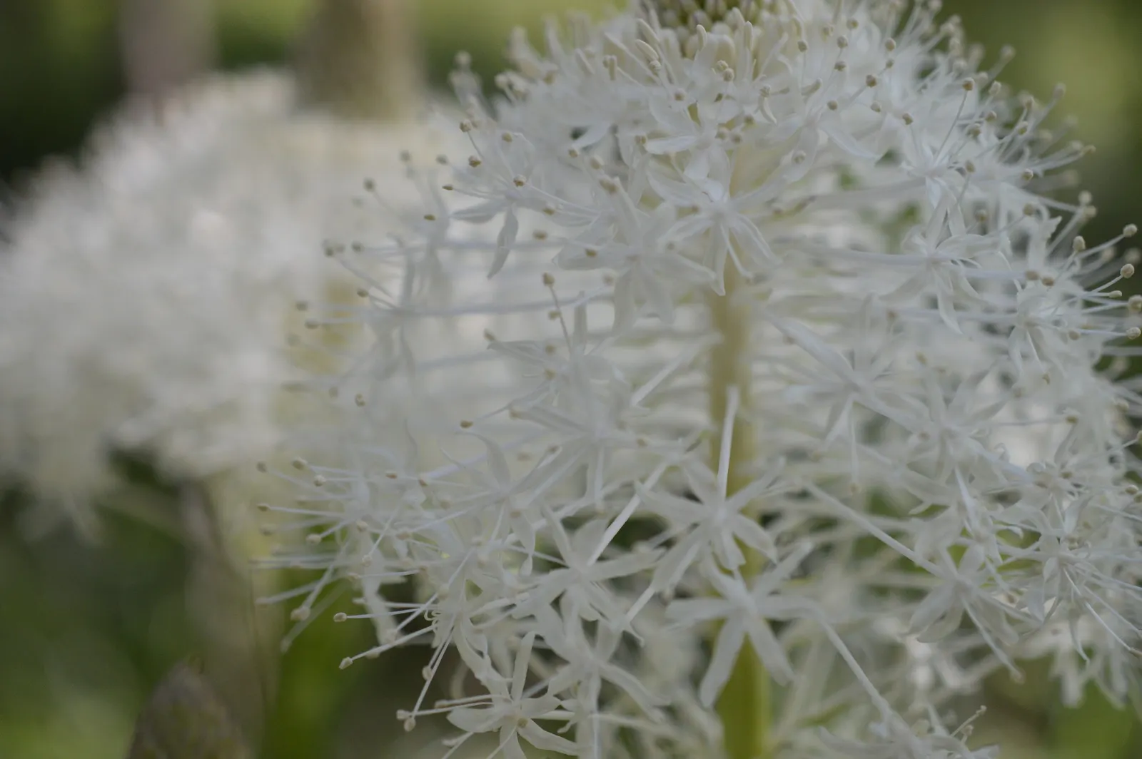 Bear Grass (Xerophyllum Tenax) — Its preference for acidic soils makes it an excellent companion for rhododendrons and azaleas; bear Grass produces, image 121