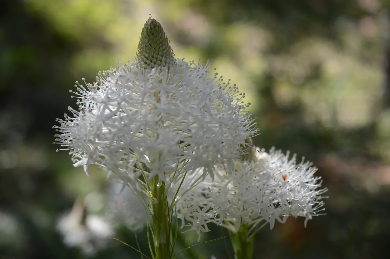 Bear Grass (Xerophyllum Tenax) — scientifically known as Xerophyllum tenax; is a perennial herb prized for its resilience and striking appearance, image 84