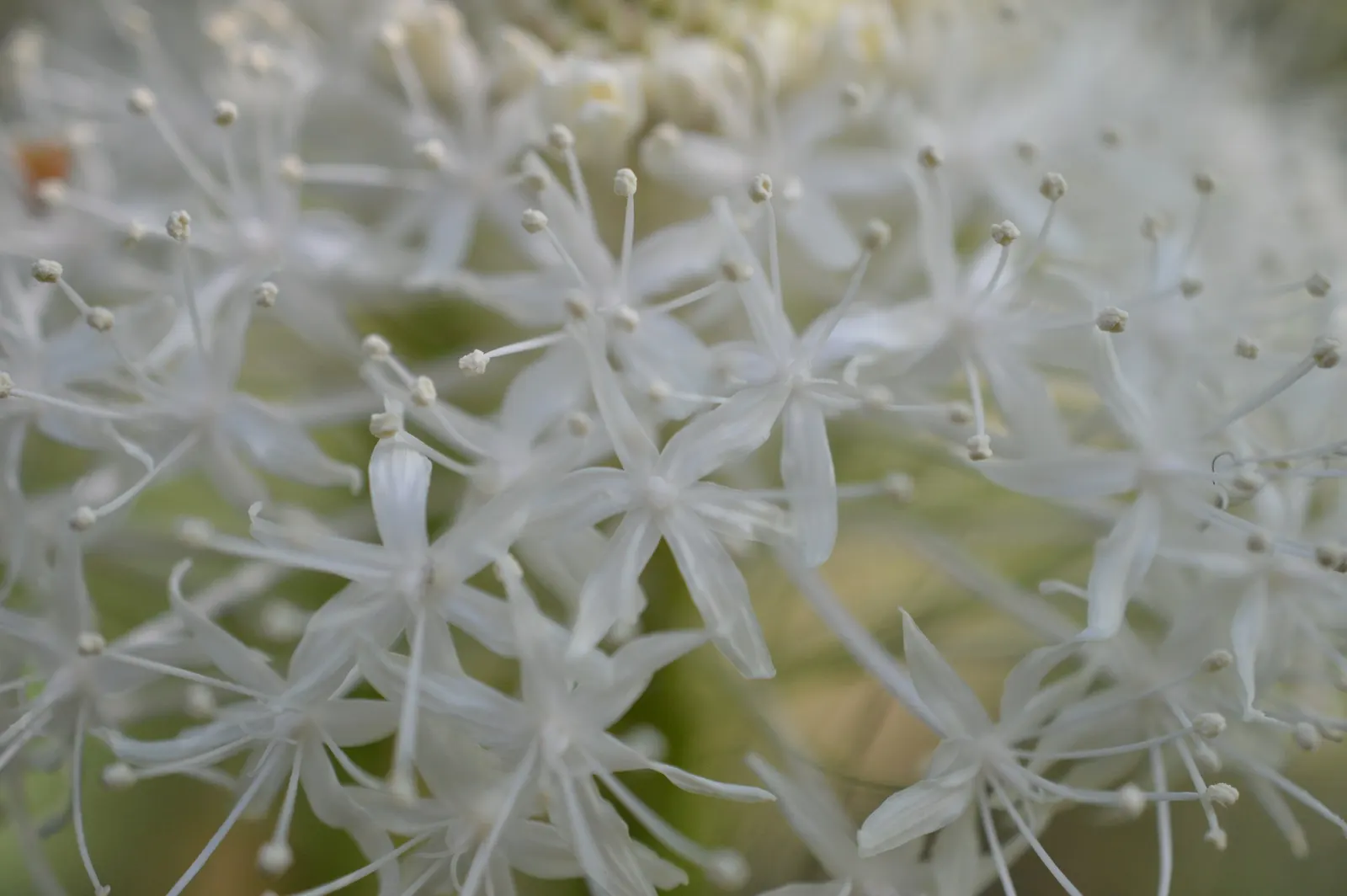 Bear Grass (Xerophyllum Tenax) — adding a year-round structural presence to garden compositions.<br><br>Every 5 to 7 years; white flowers in the, image 68