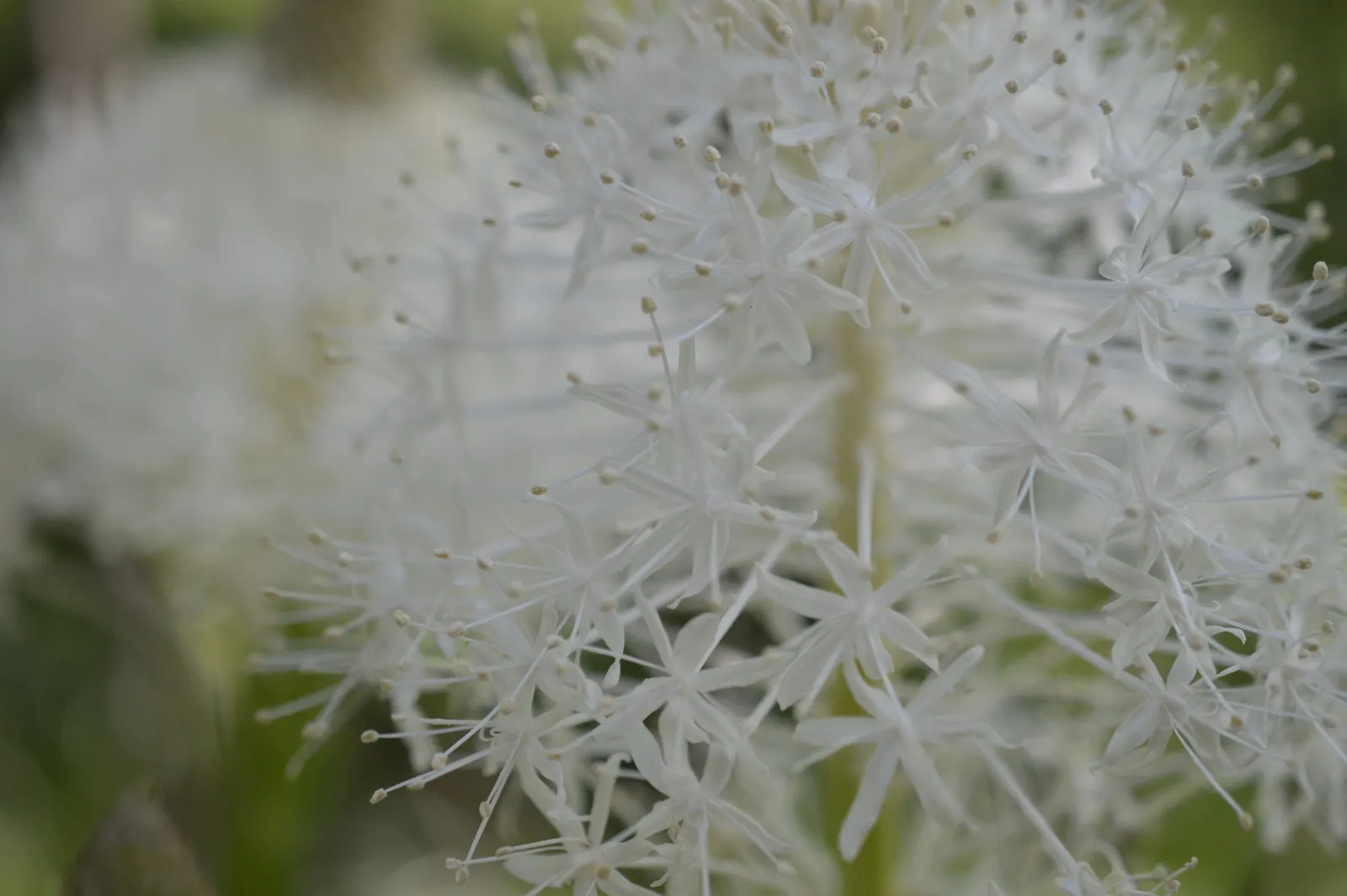 Bear Grass (Xerophyllum Tenax) — These deep green leaves remain evergreen; its slender, arching leaves are tough and wiry, spanning 30 to 40 inches in length