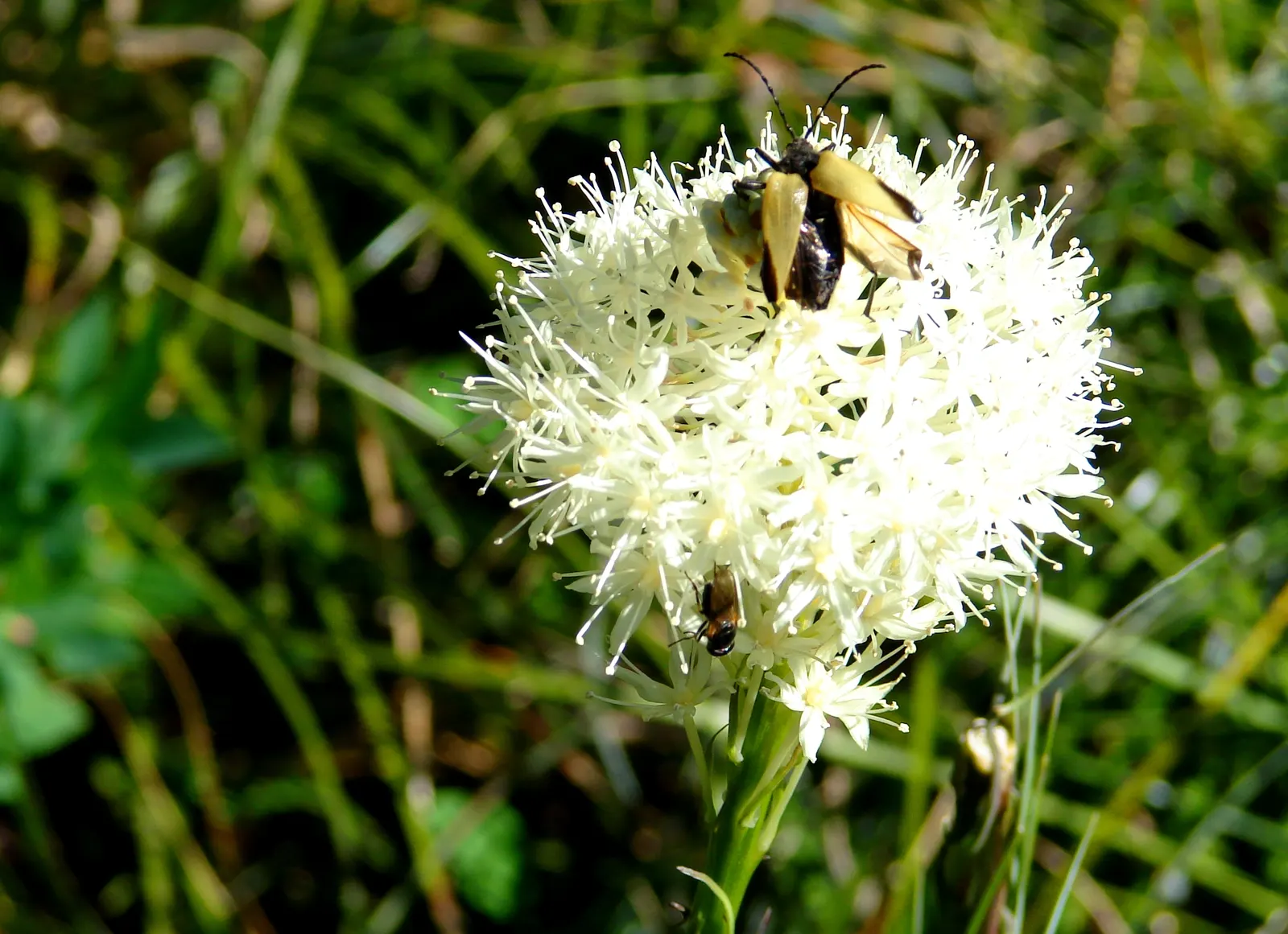Bear Grass (Xerophyllum Tenax) — Its slender, arching leaves are tough and wiry, spanning 30 to 40 inches in length and less than an inch wide; scientifically
