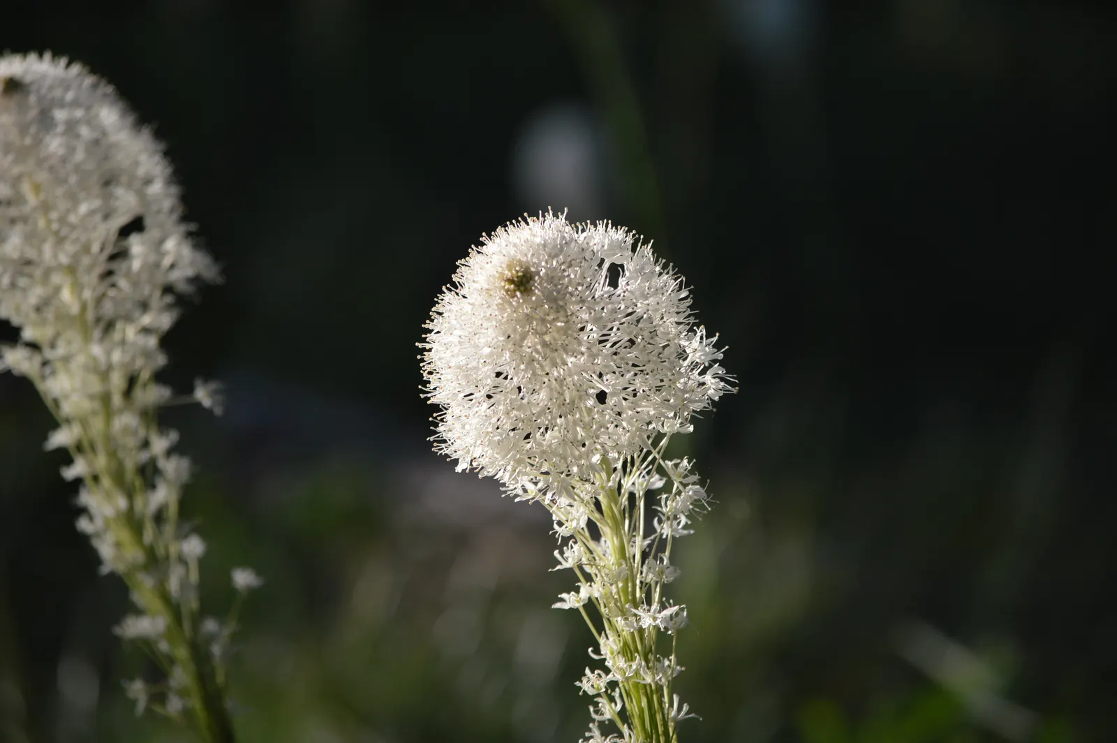 Bear Grass (Xerophyllum Tenax) — Bear Grass forms dense clumps that can reach a height of 2 to 4 feet with an equal spread; grass-like foliage and, image 90
