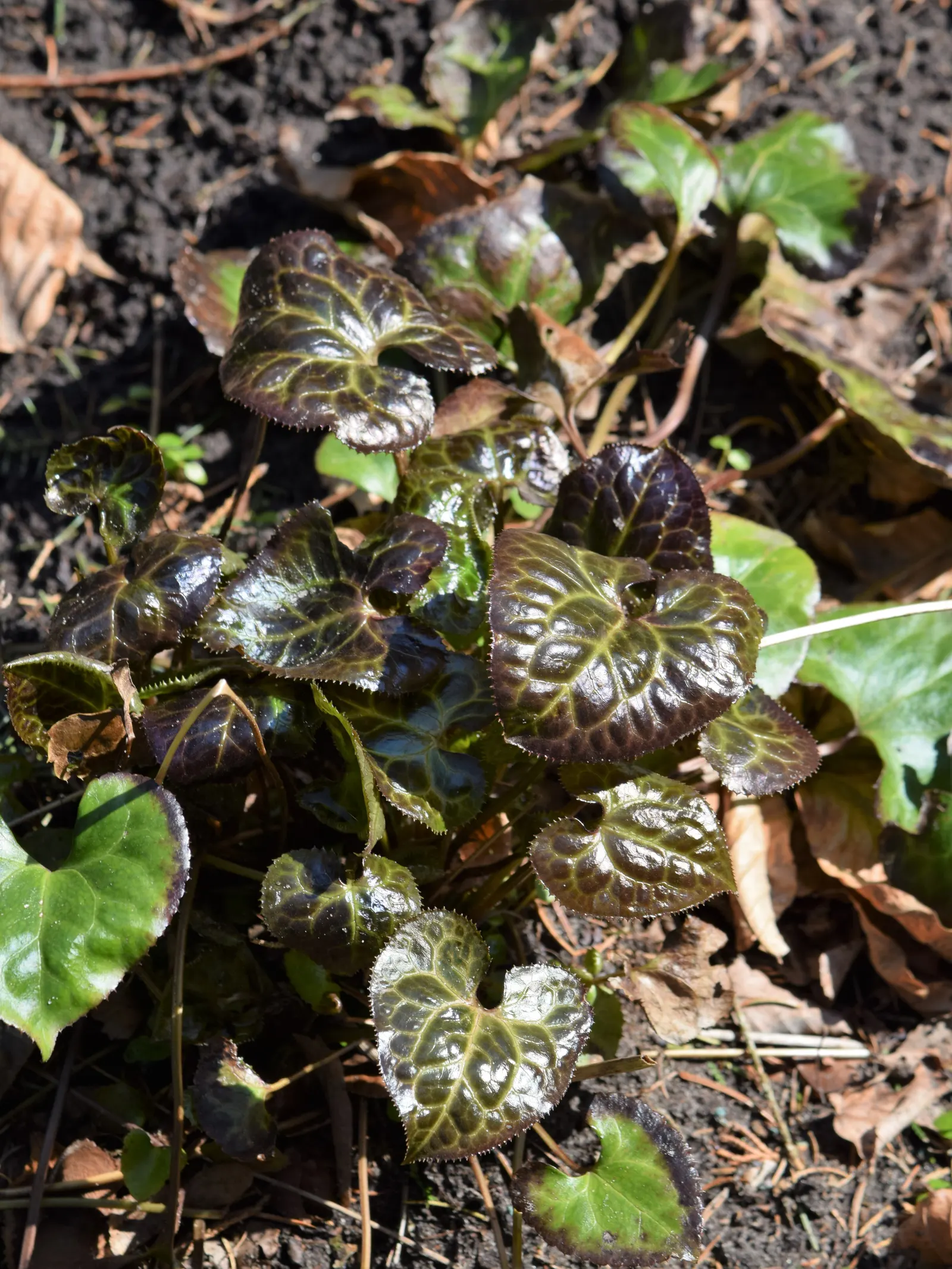 Beesia (Beesia Deltophylla) — a captivating perennial prized for its aesthetic foliage and understory charm