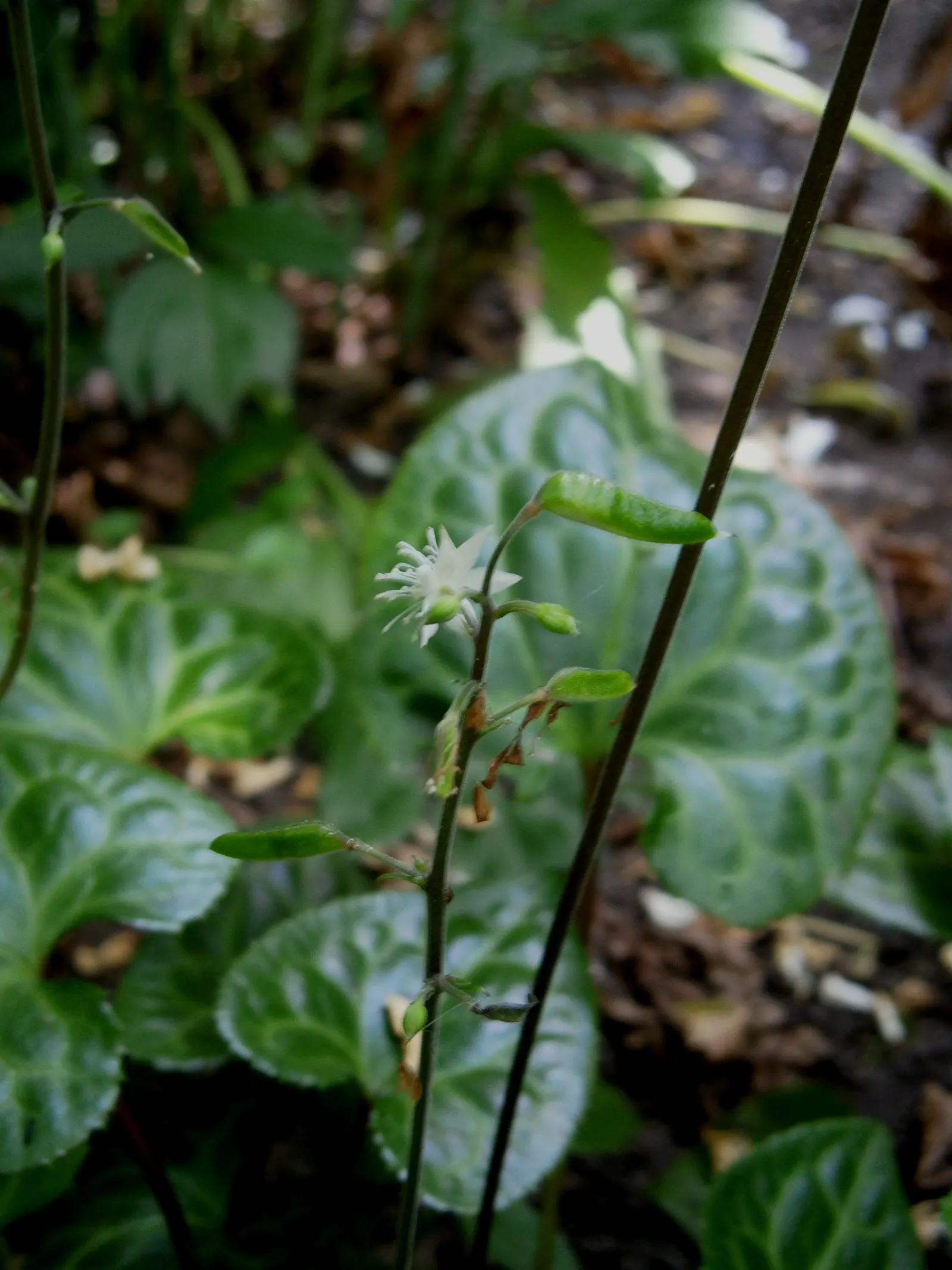 Beesia (Beesia Deltophylla) — This low-maintenance plant grows to a height of 12-18 inches, with a spread of up to 24 inches