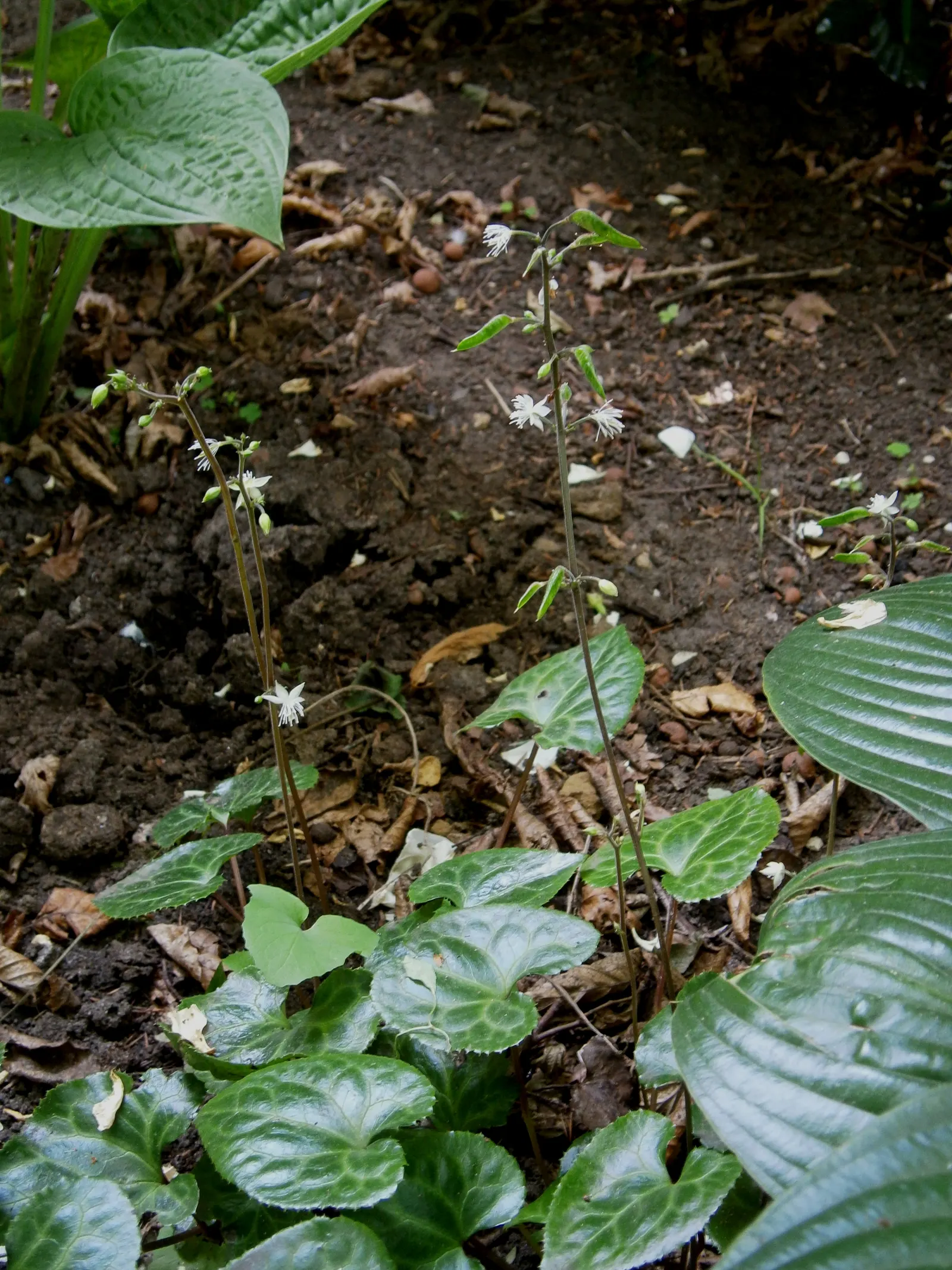 Beesia (Beesia Deltophylla) — Its subtle white flower spikes emerge in spring